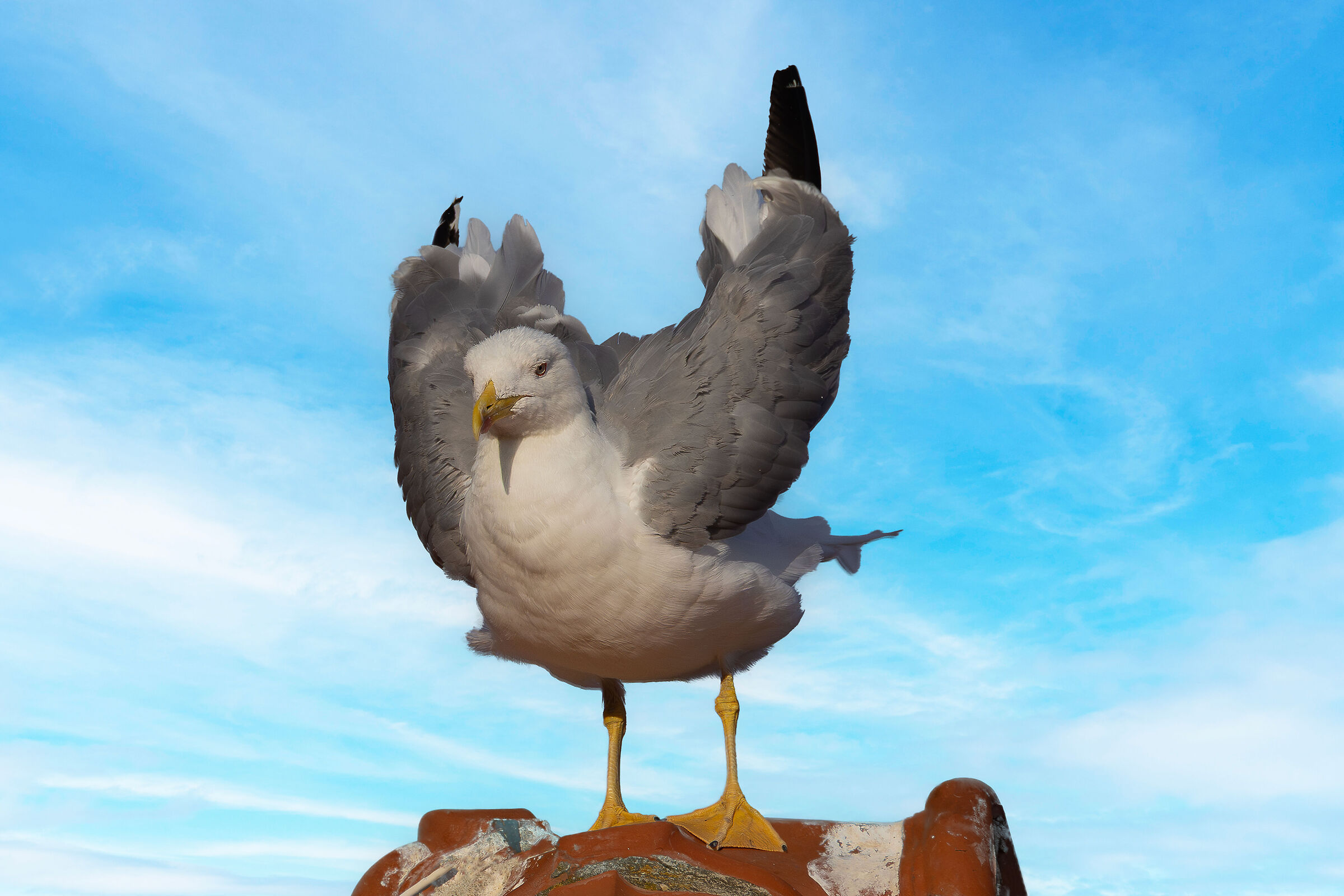 Now Gabbia will perform a double screwed carp