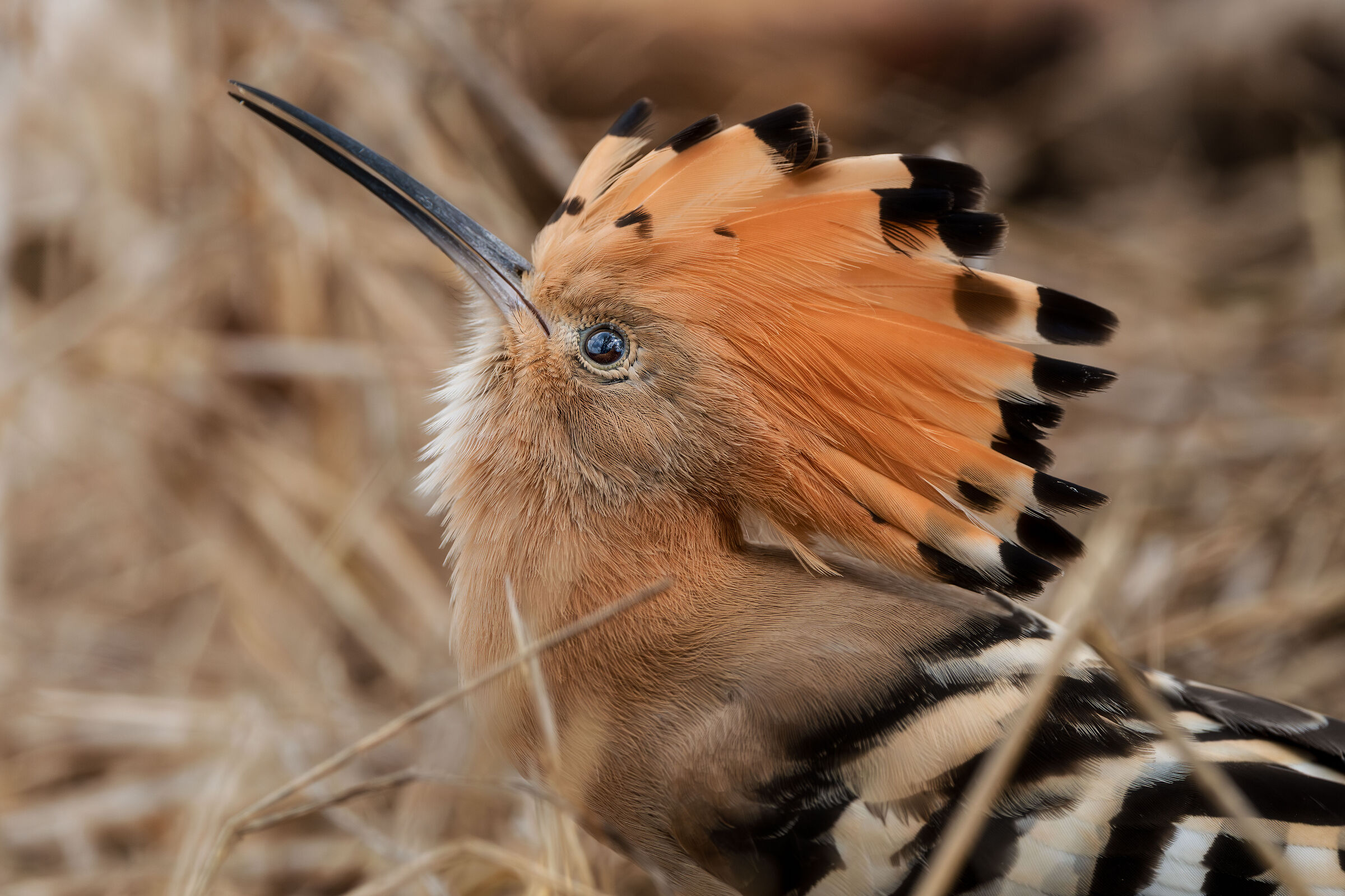 Hoopoe portrait