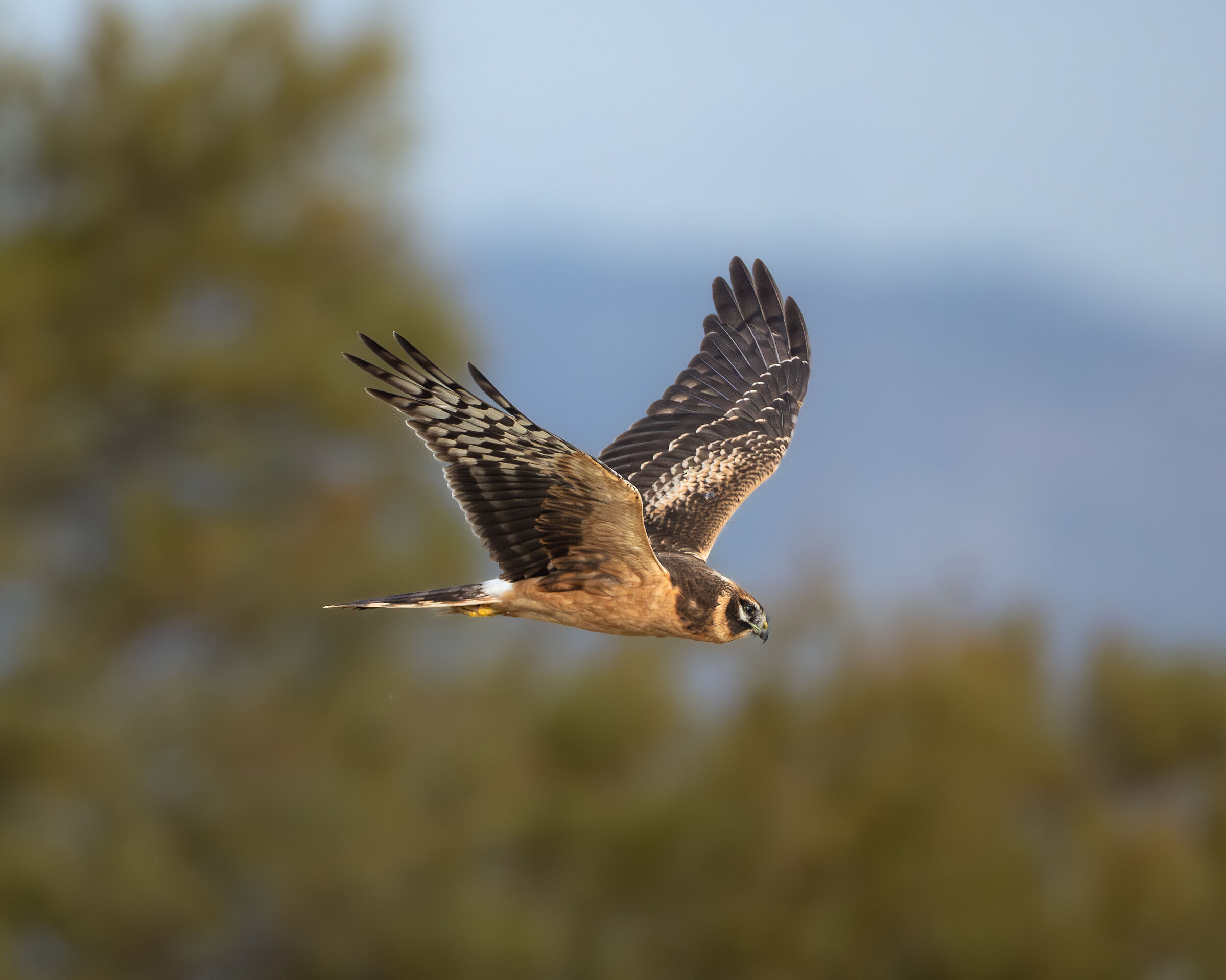 Pale Harrier