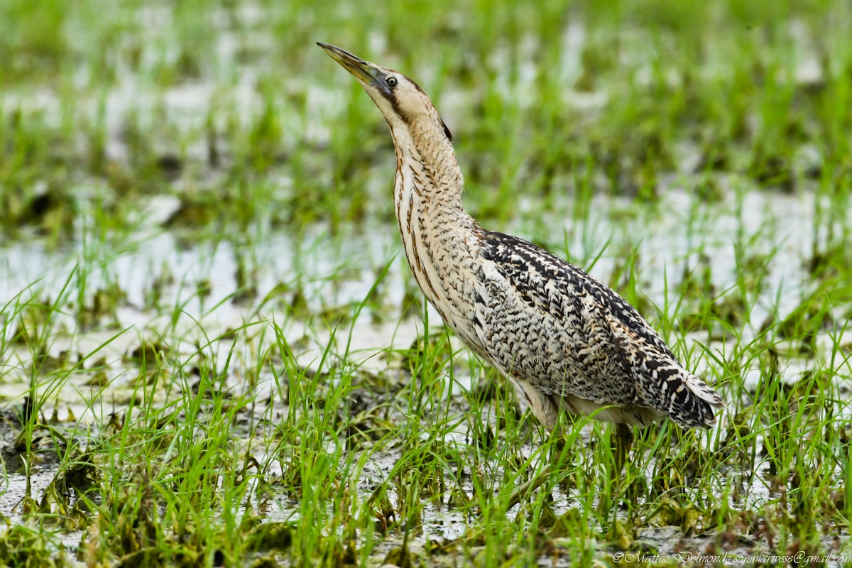 Bittern in Rice Paddy