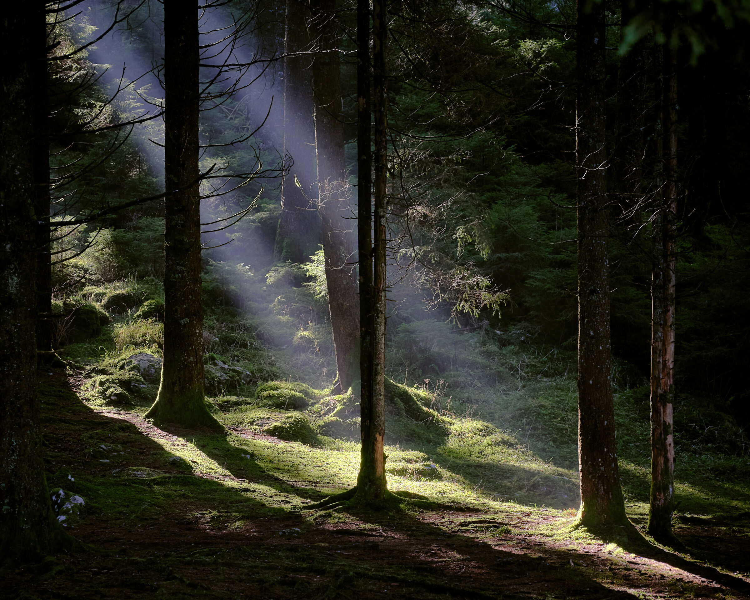 Lights in the undergrowth