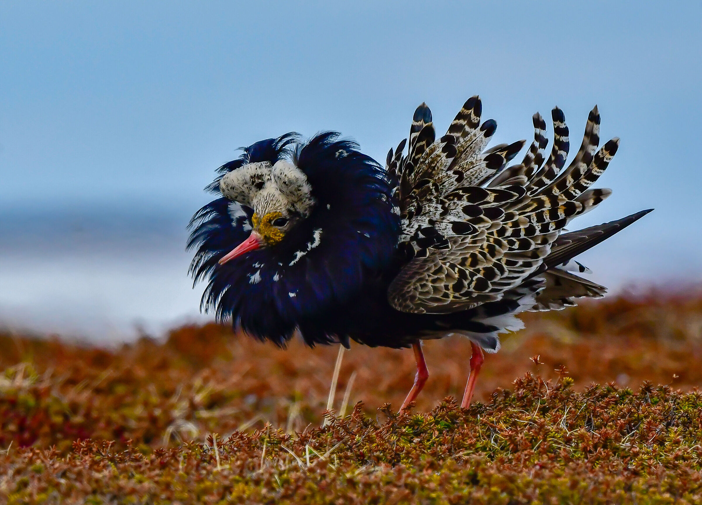 Combattente in abito (da sera)