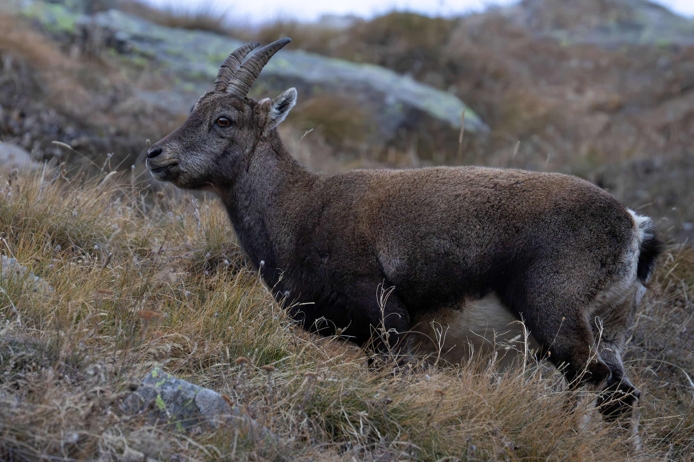 Ibex (young female)