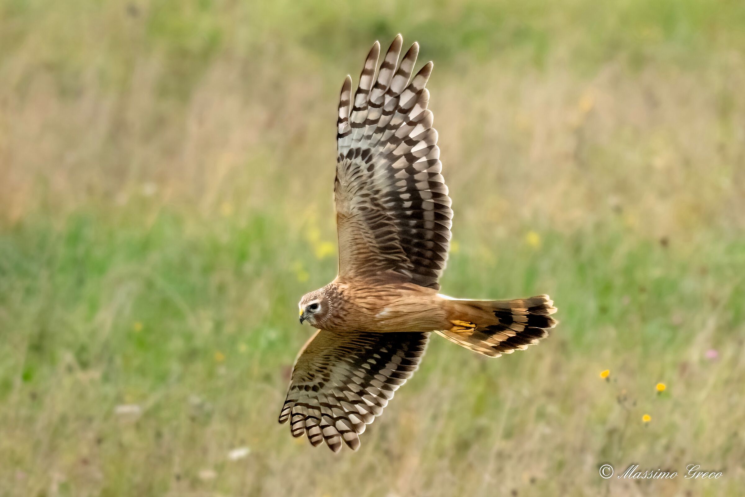 Albanella reale (Circus cyaneus)