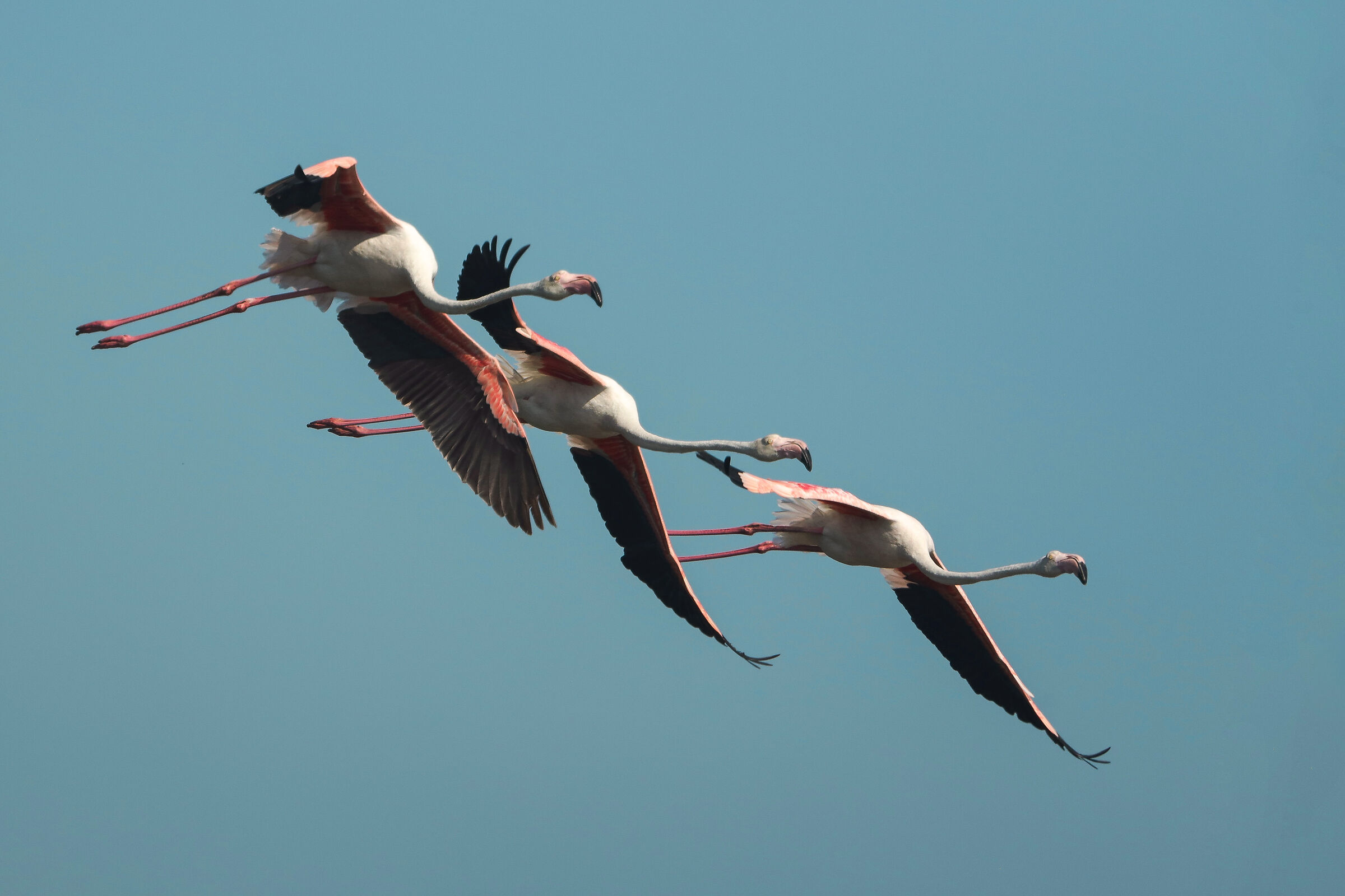 Volo sincronizzato