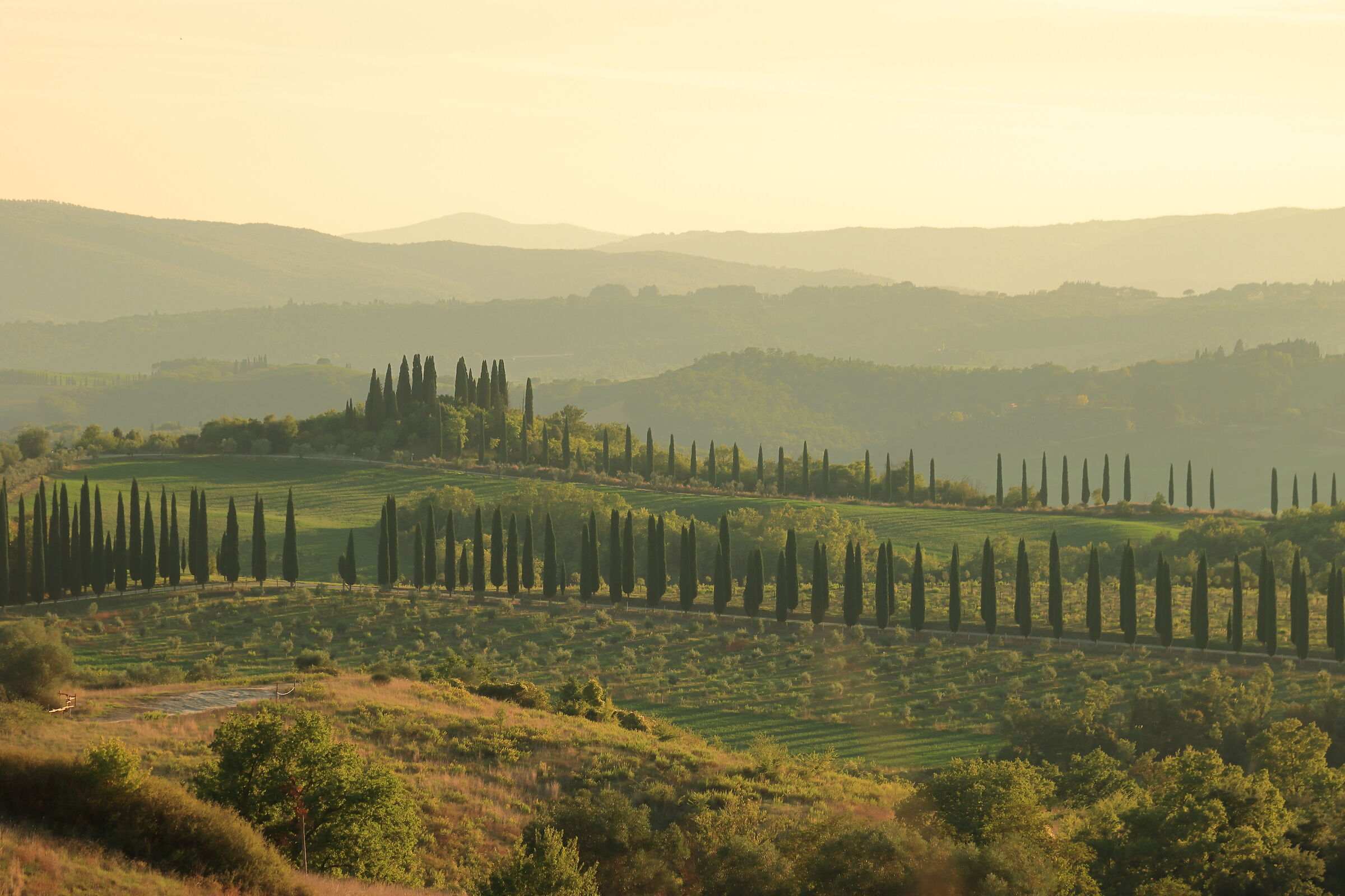 Cipressi al tramonto