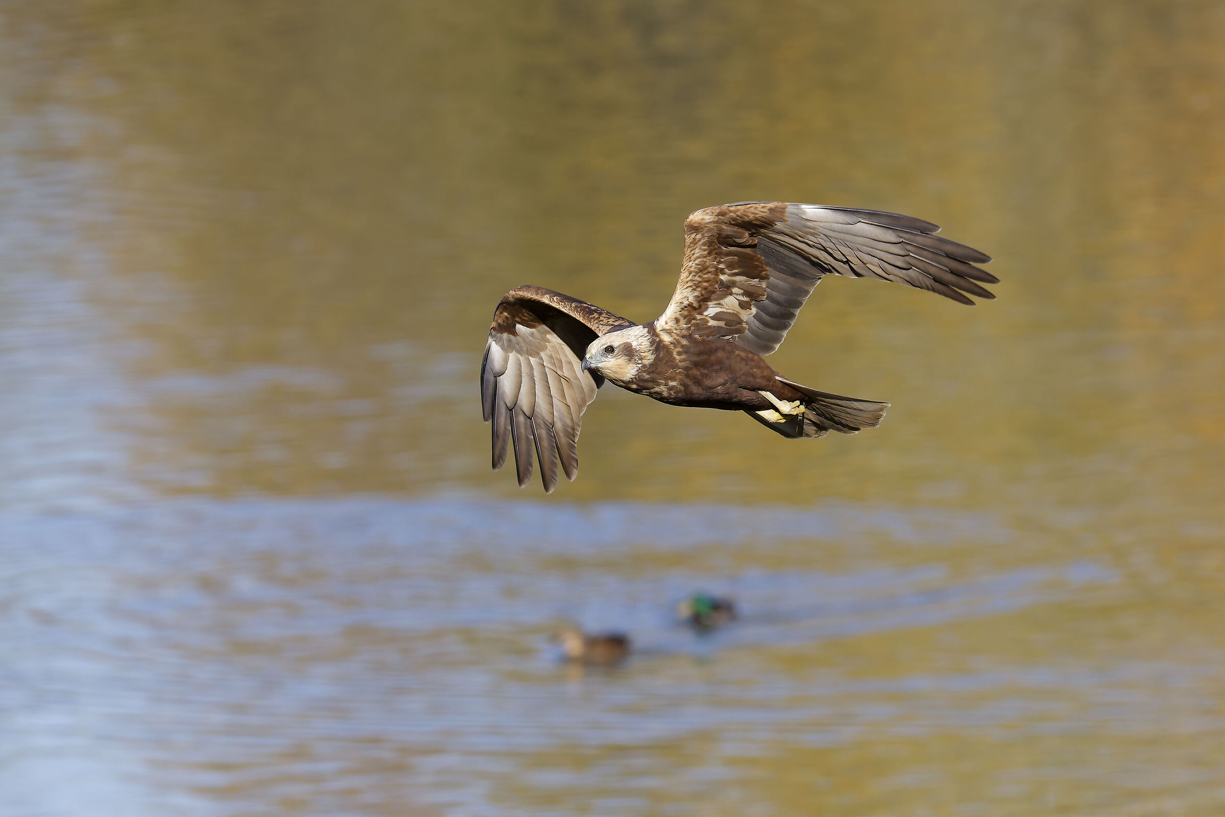 Marsh harrier f. hunting