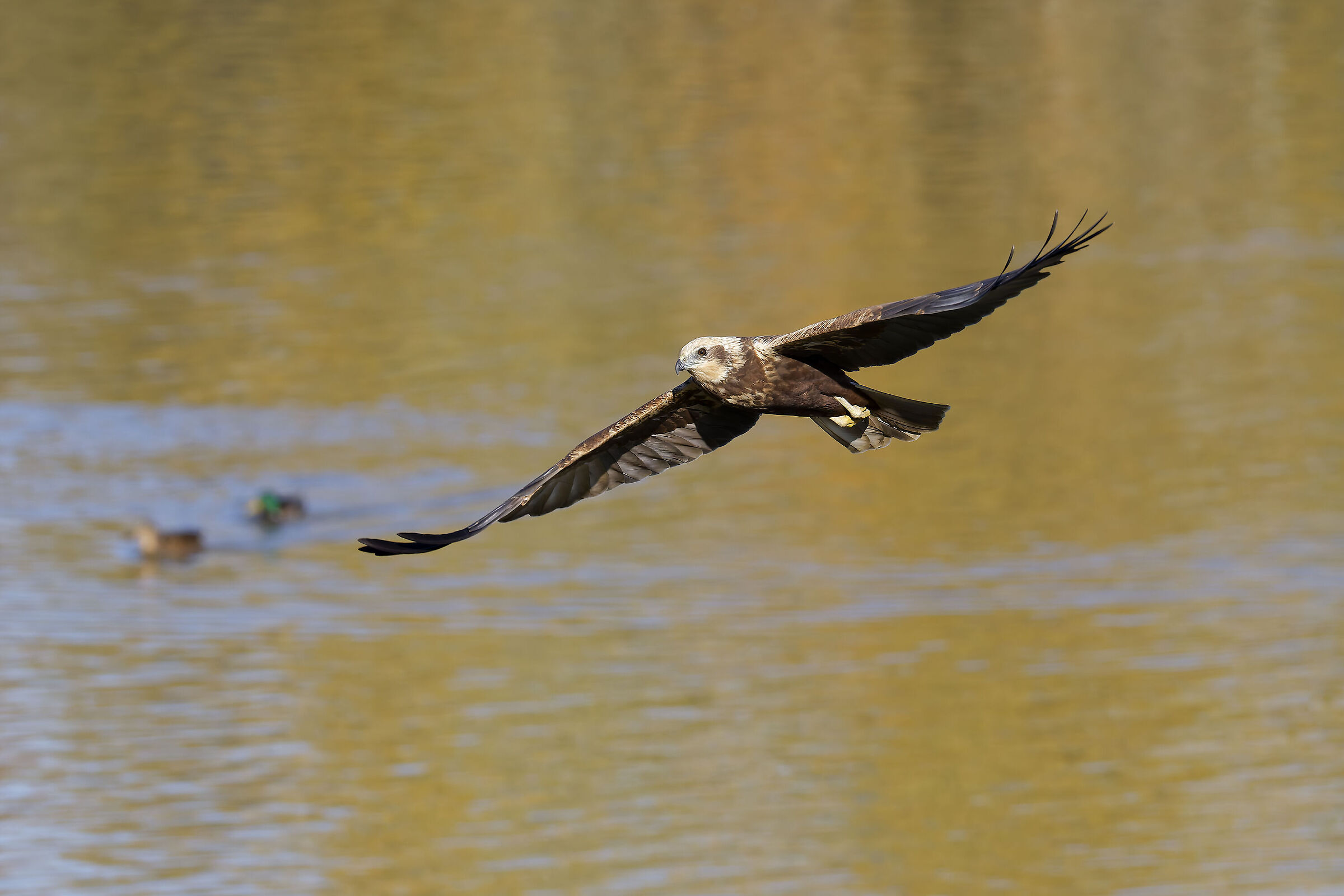 Marsh harrier f. hunting