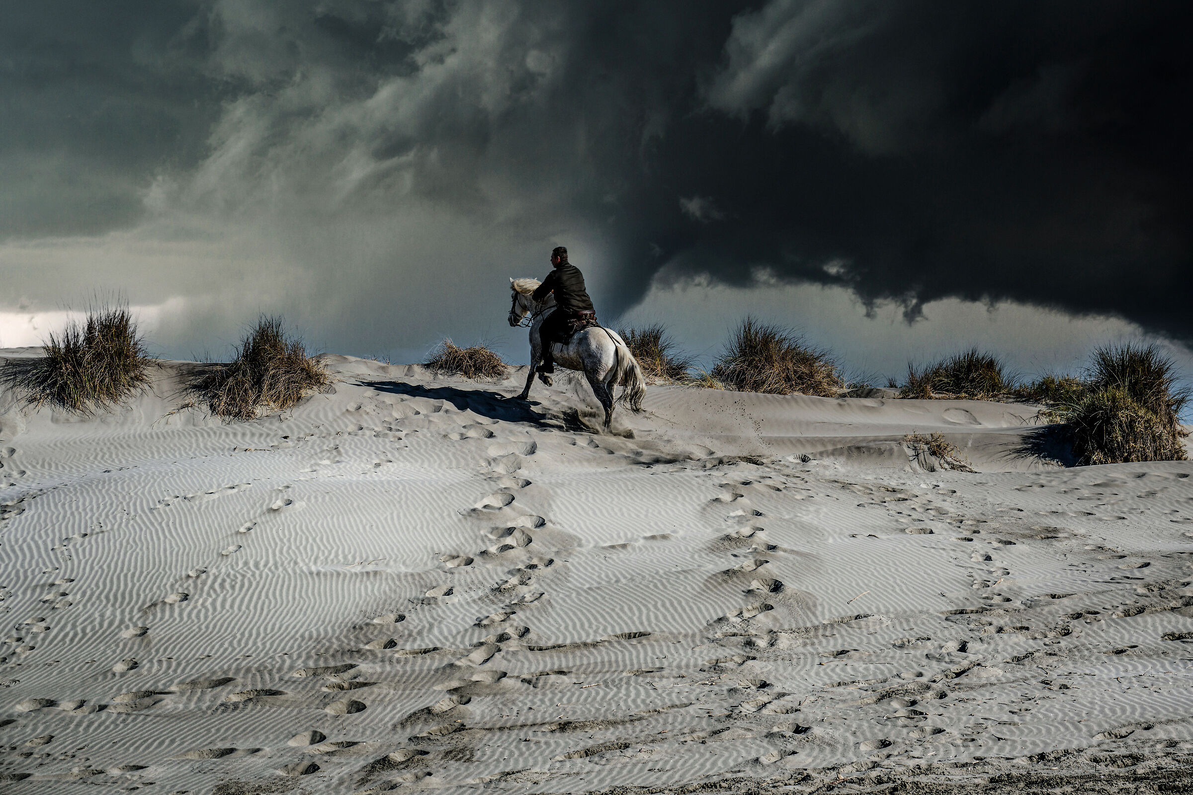 Camargue horses
