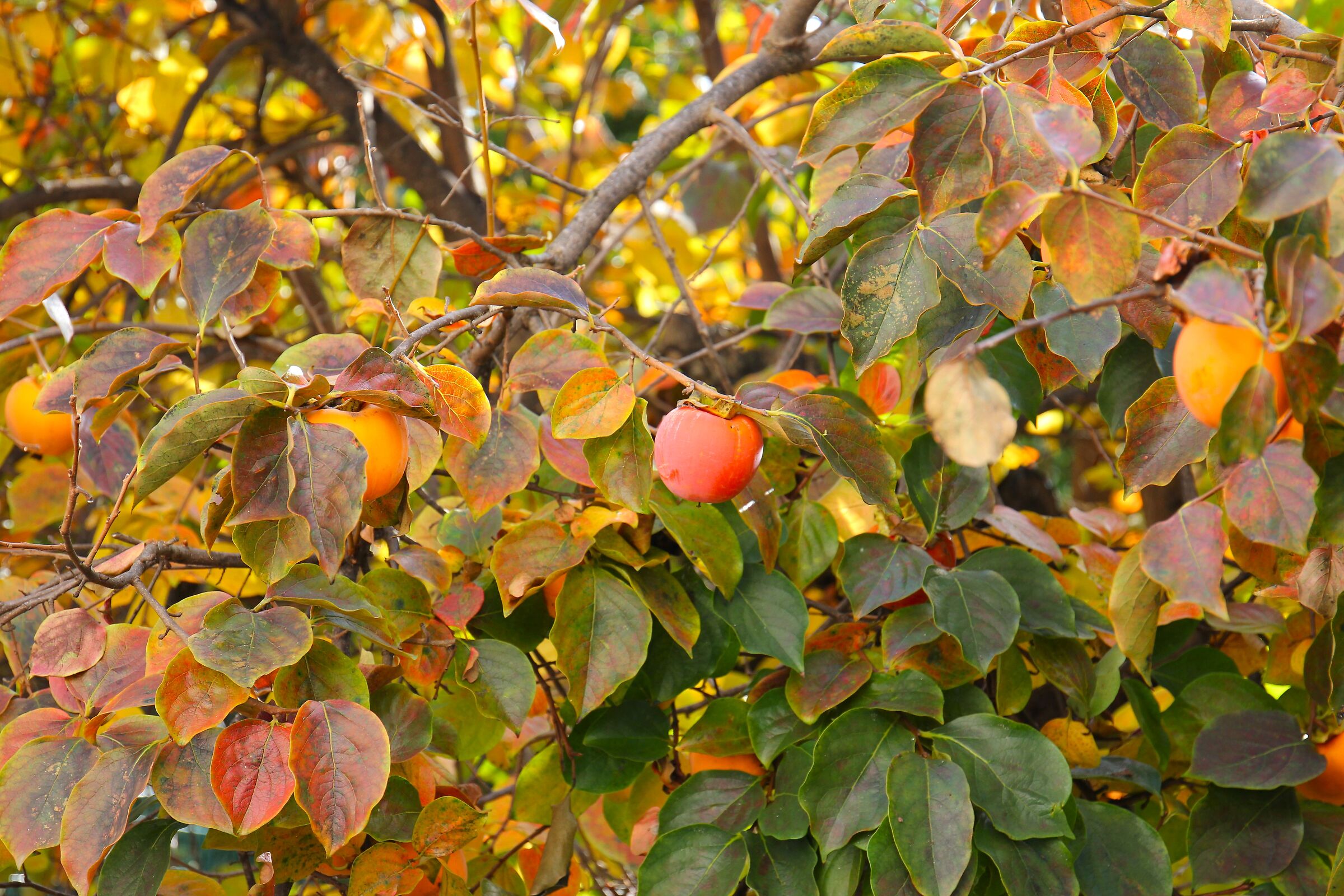 if they are roses they will bloom if they are persimmons.......