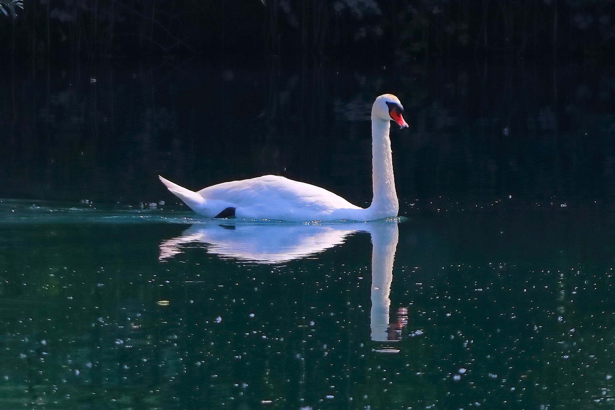 Cigno R 20 giugno 2025 - 0042