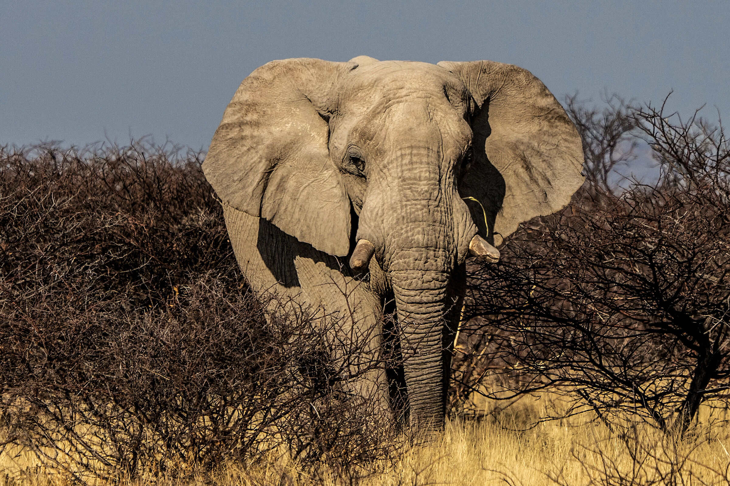 Parco Etosha
