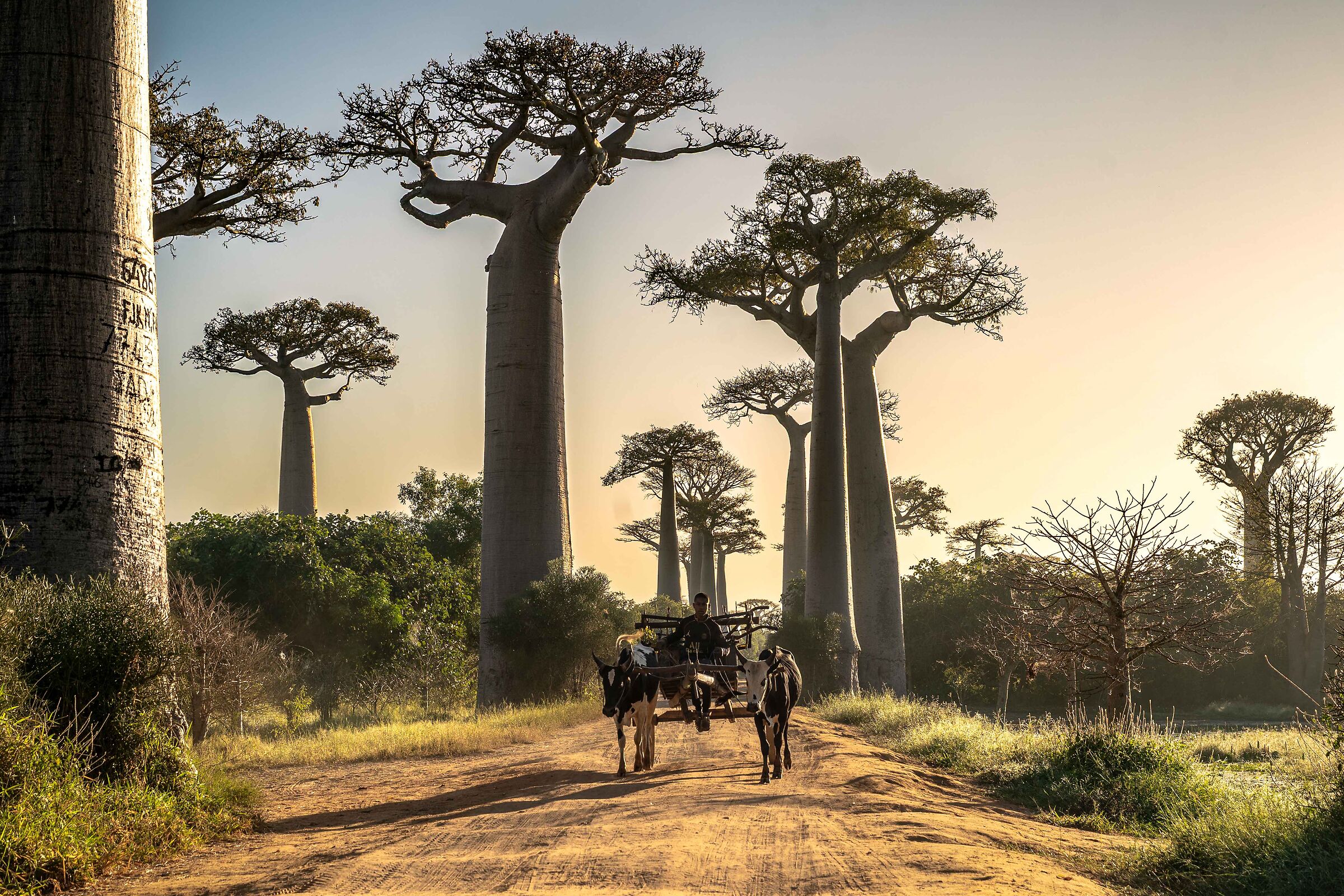Under the Shadow of the Baobabs