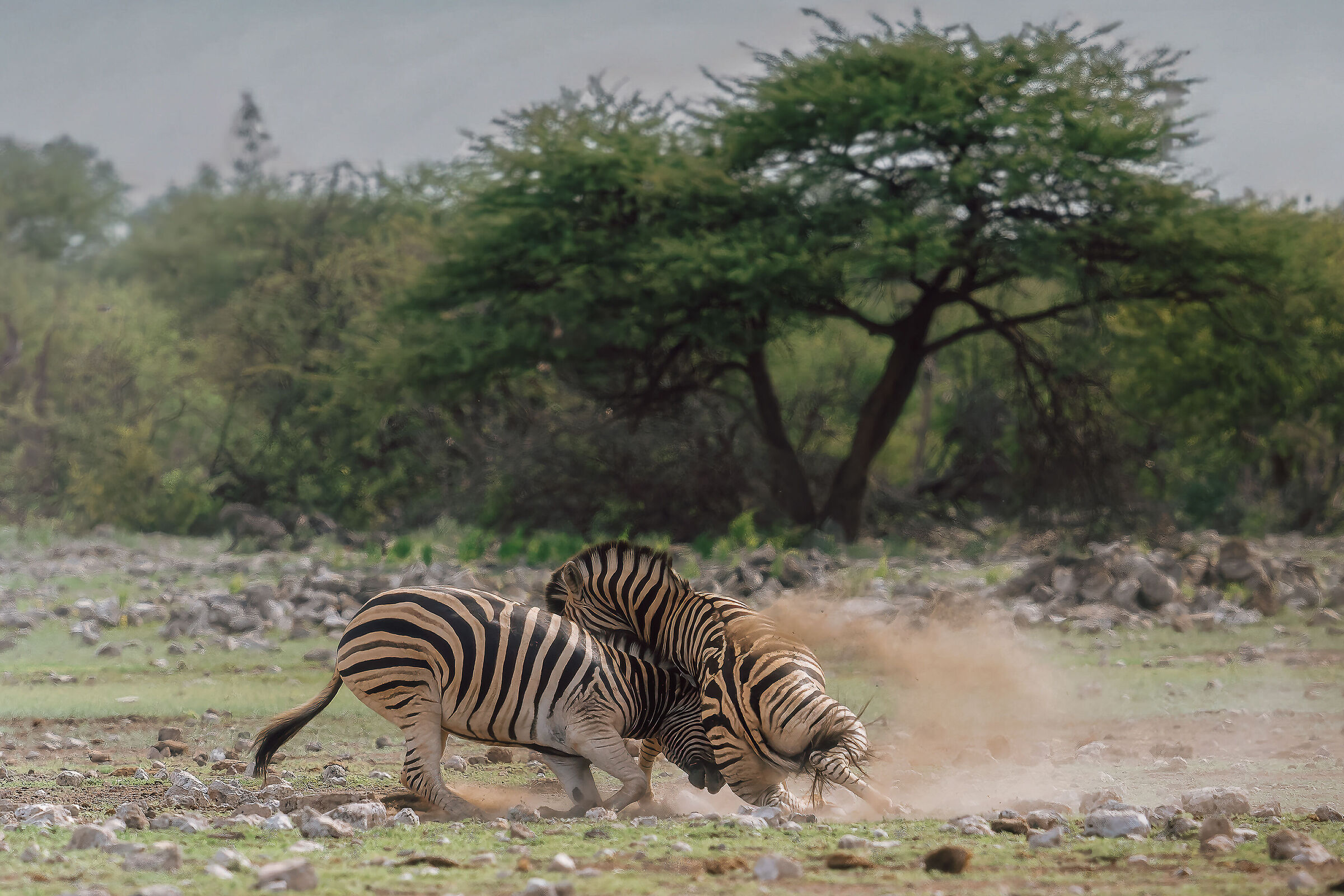 Battle in progress
