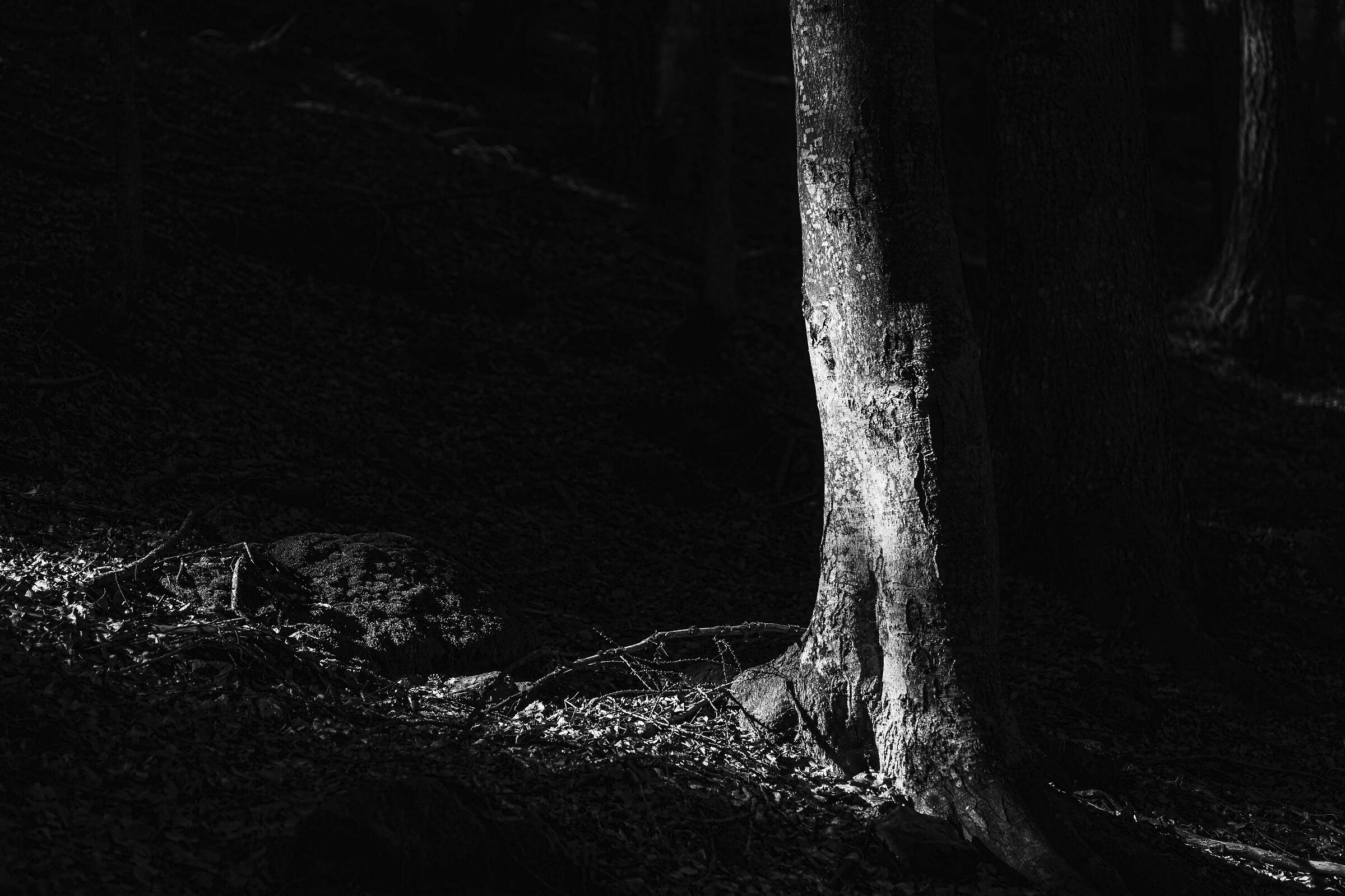 Il risveglio del bosco