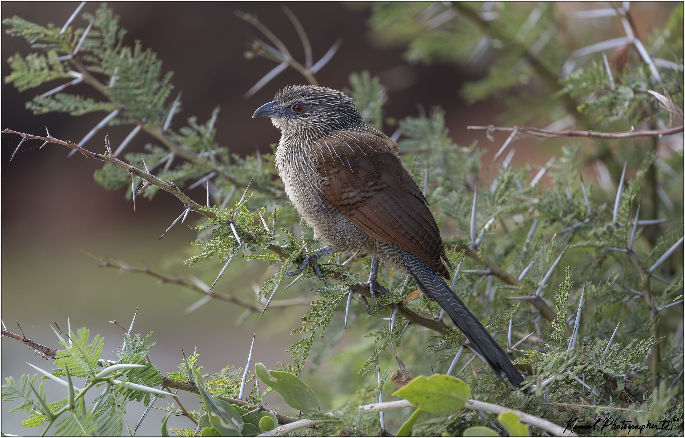 White-browed coucal (Centropus superciliosus)