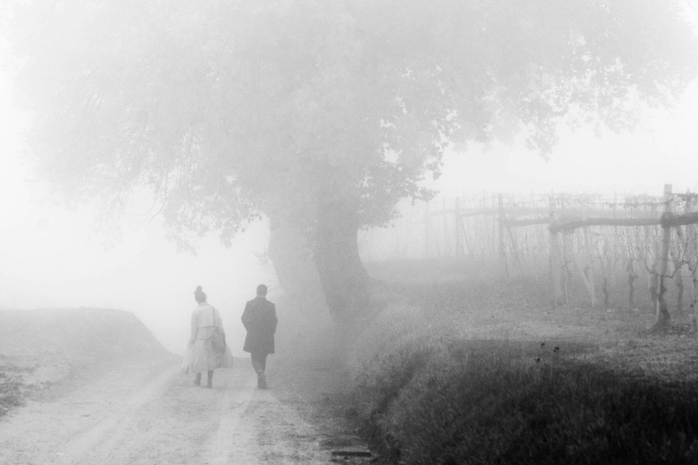 4 passi nella nebbia