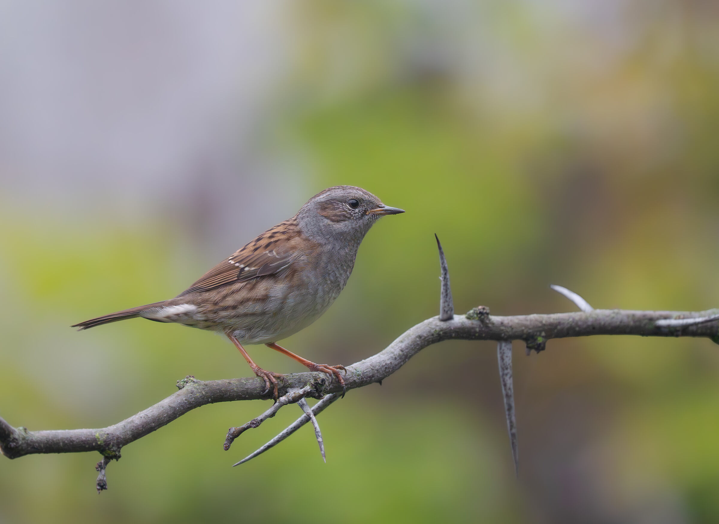 Dunnock
