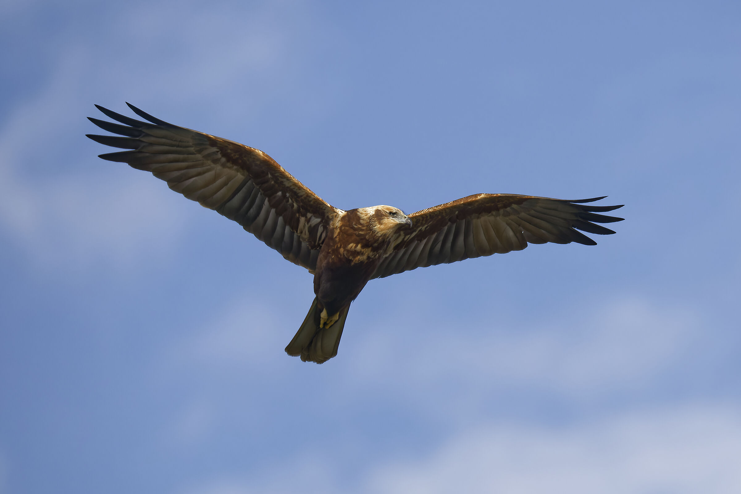 Marsh harrier f. on patrol