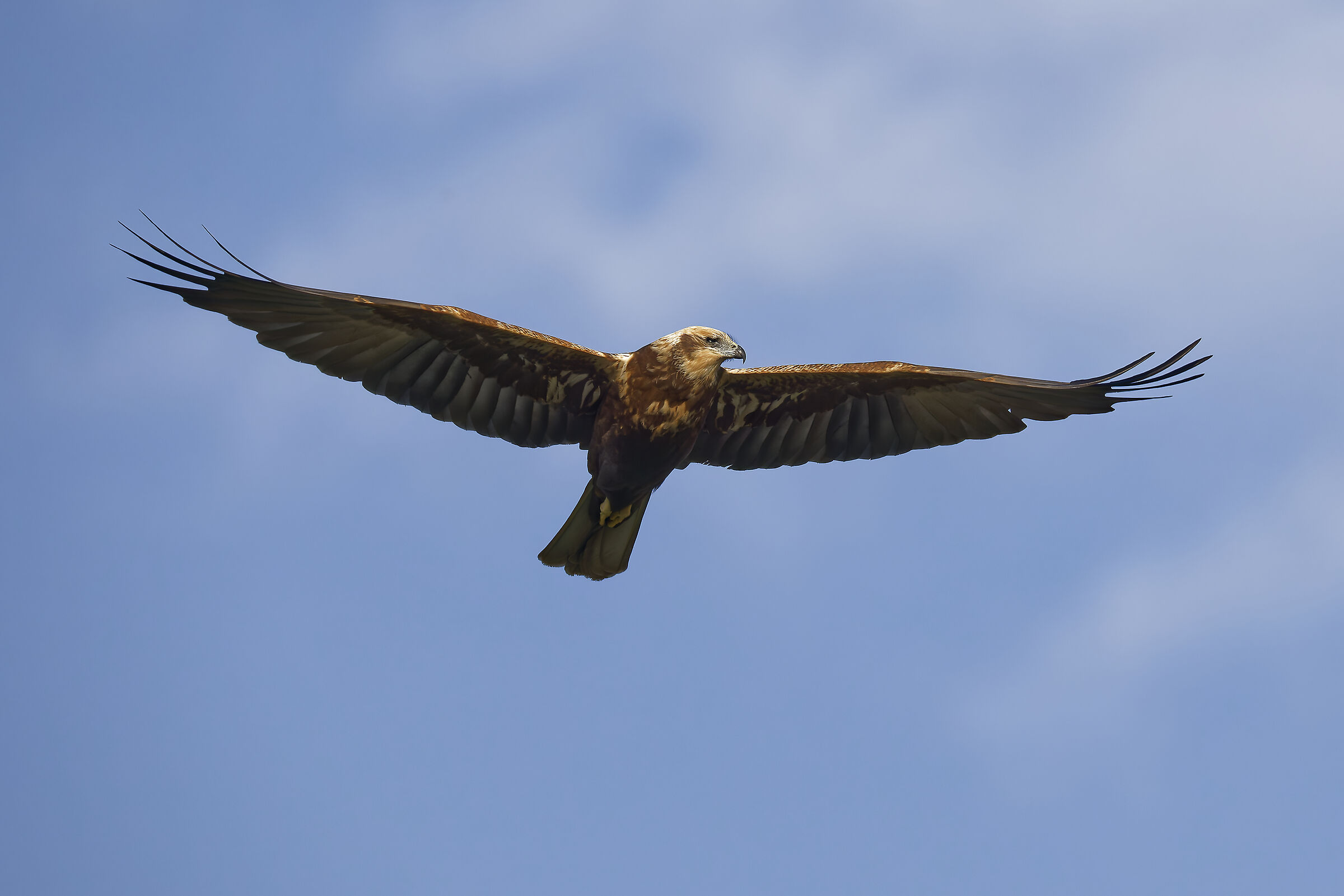 Marsh harrier f. on patrol