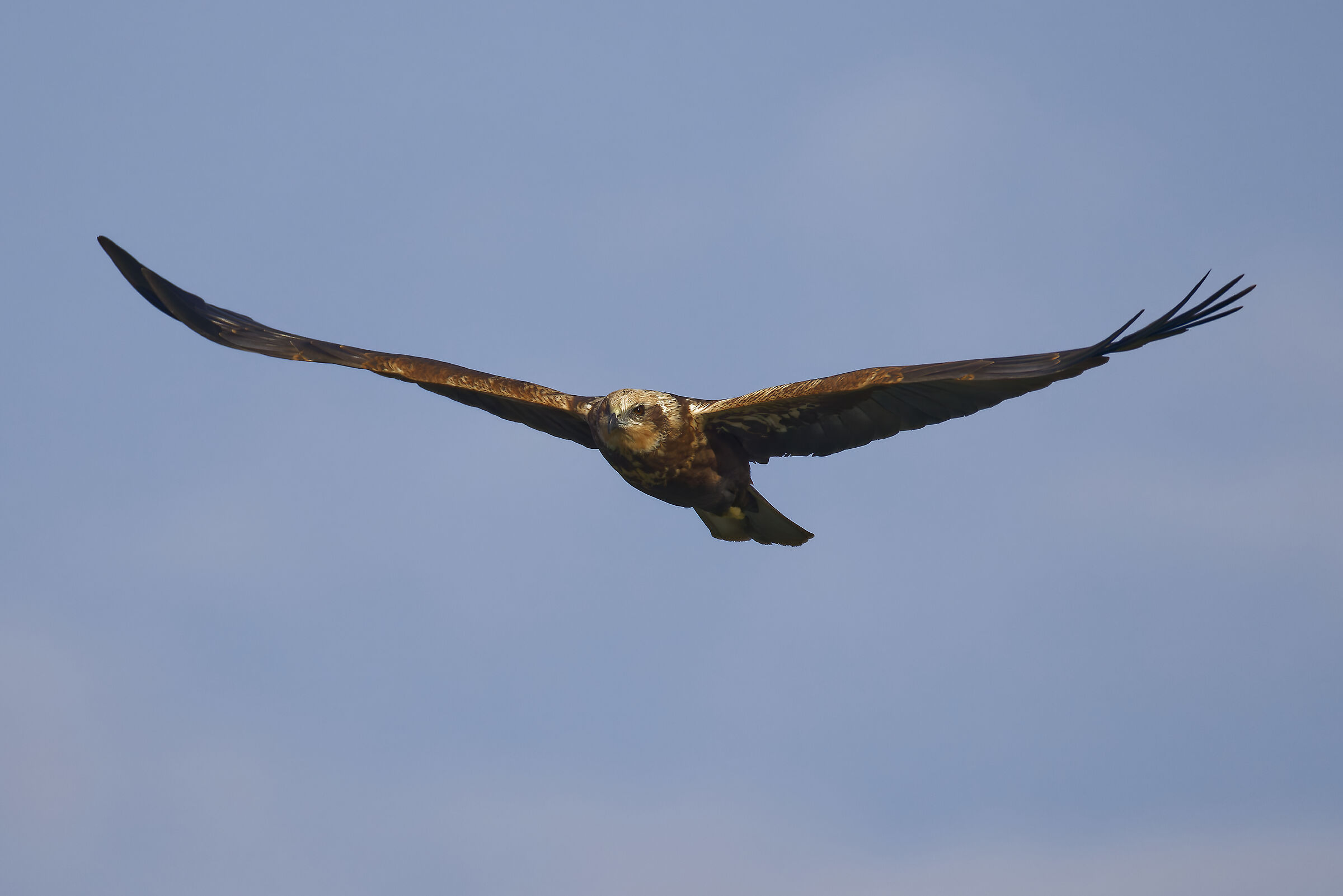 Marsh harrier f. on patrol