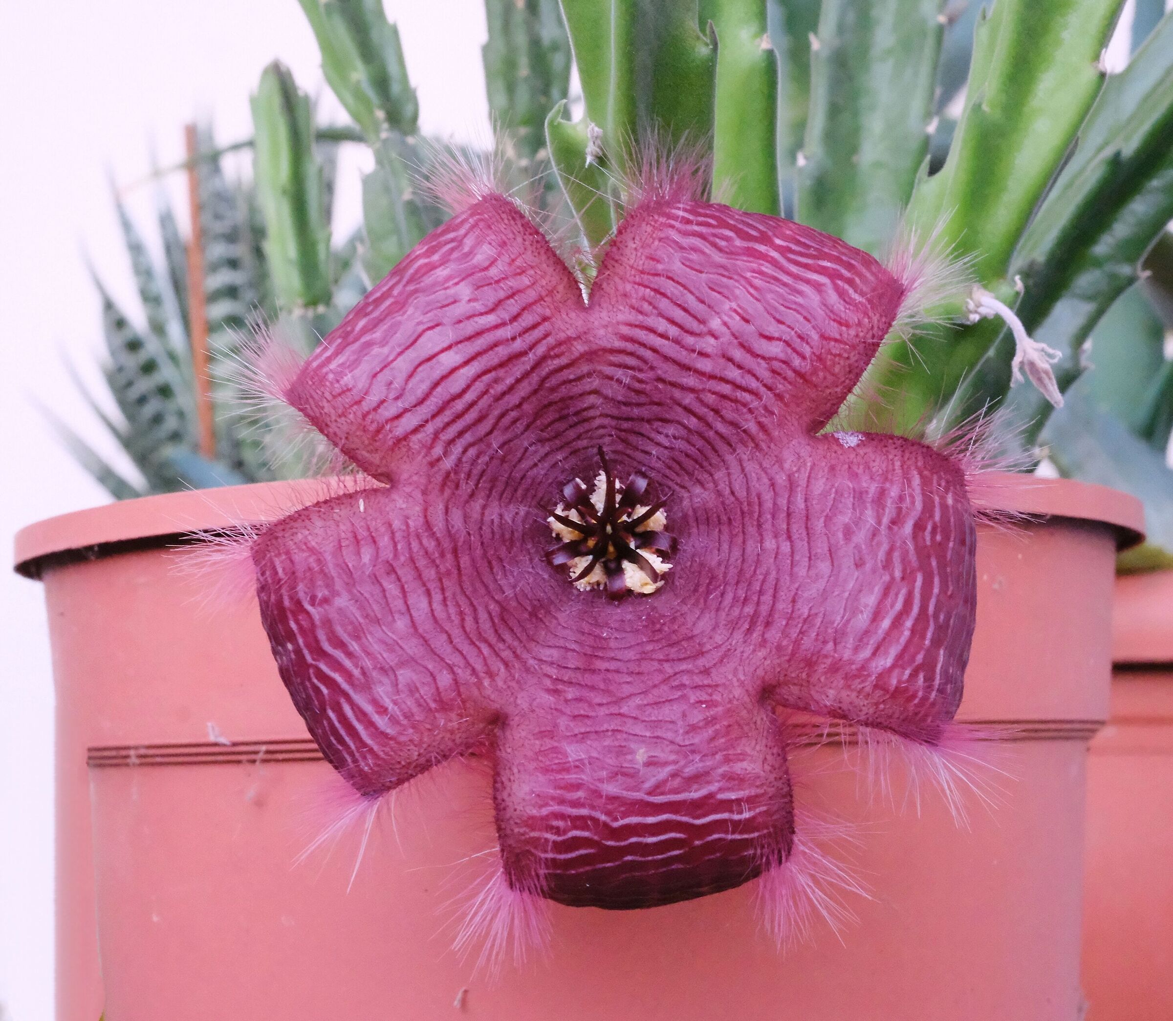 È rifiorita e io ci riprovo