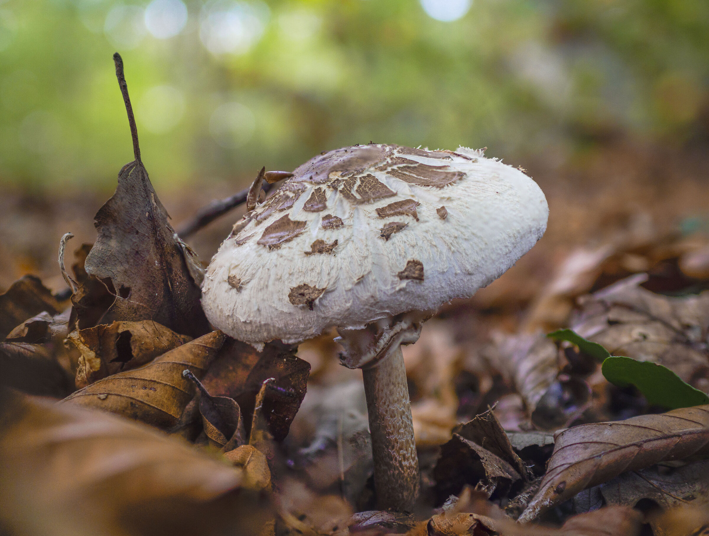 Mushroom 2