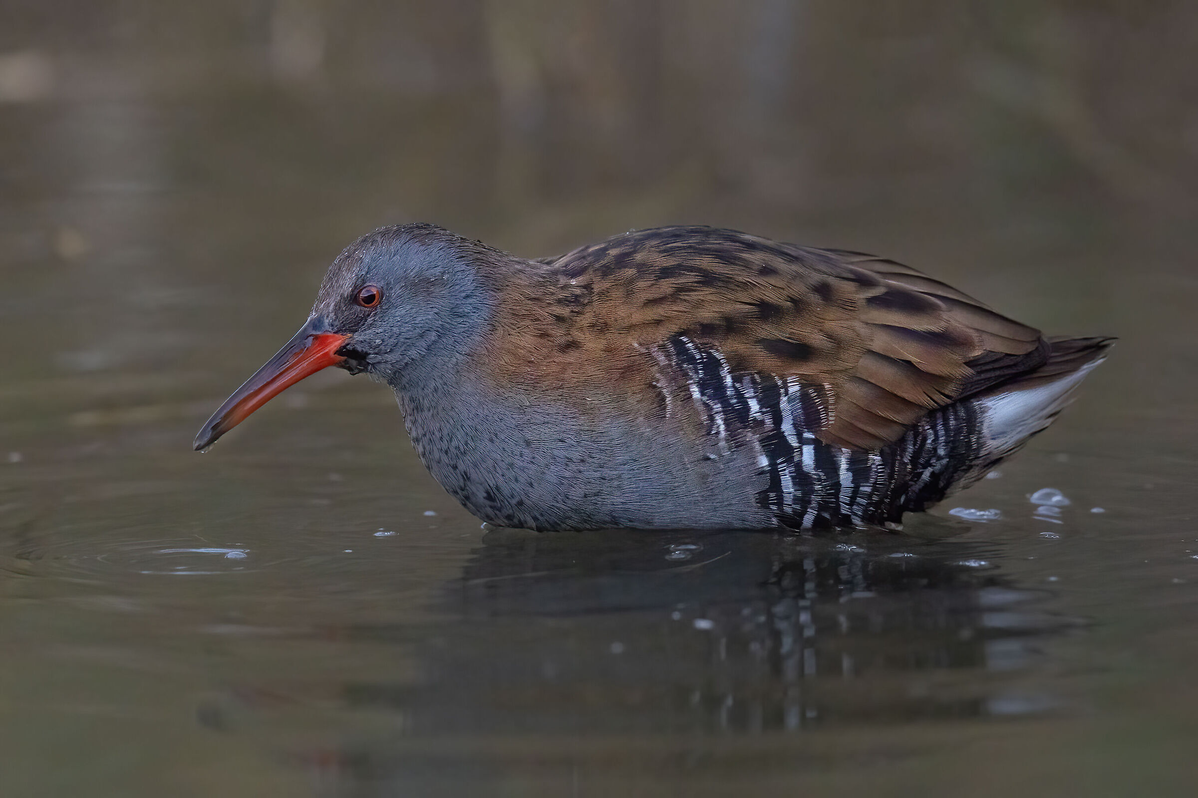 Water rail