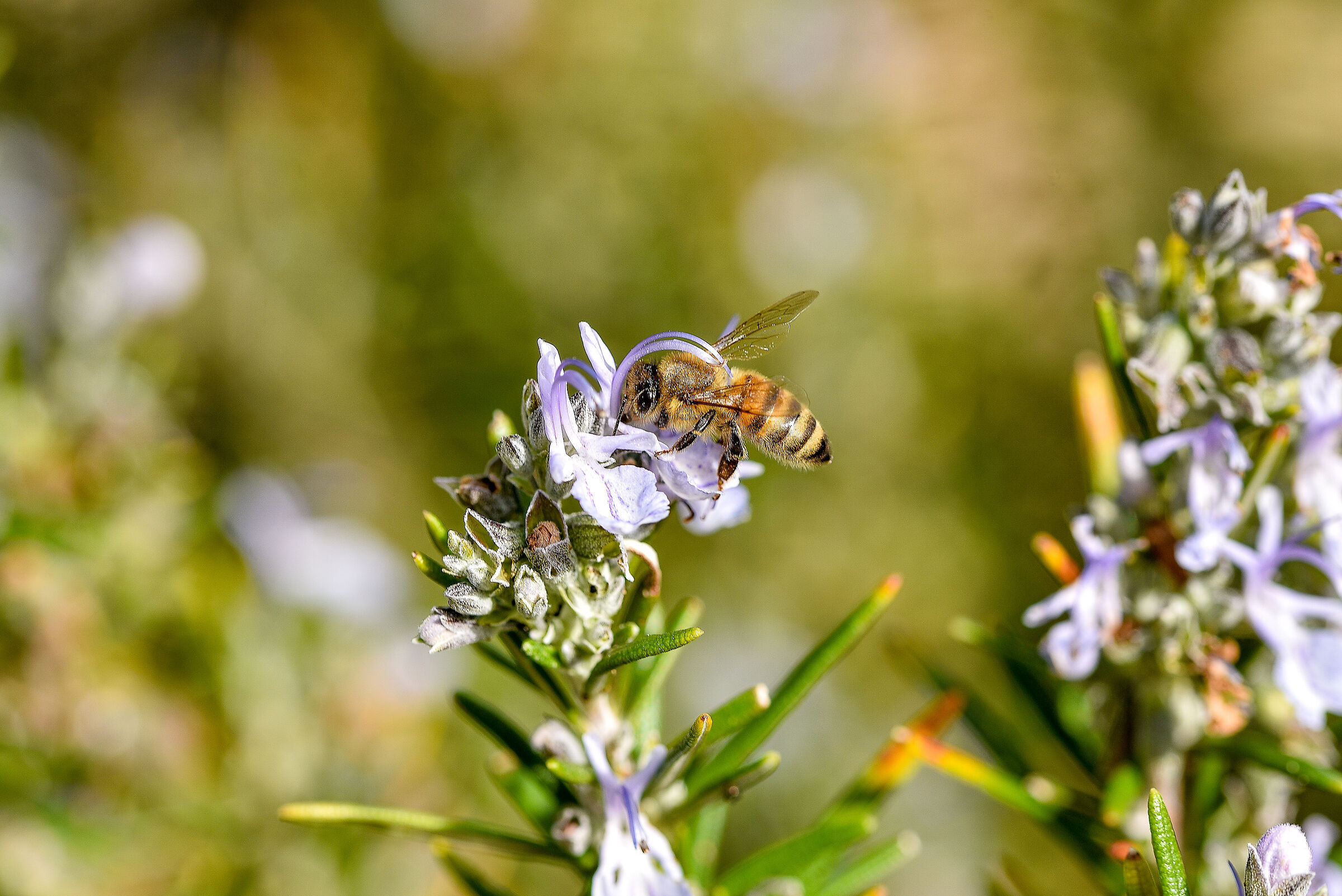 The bee in the Rosemary flower