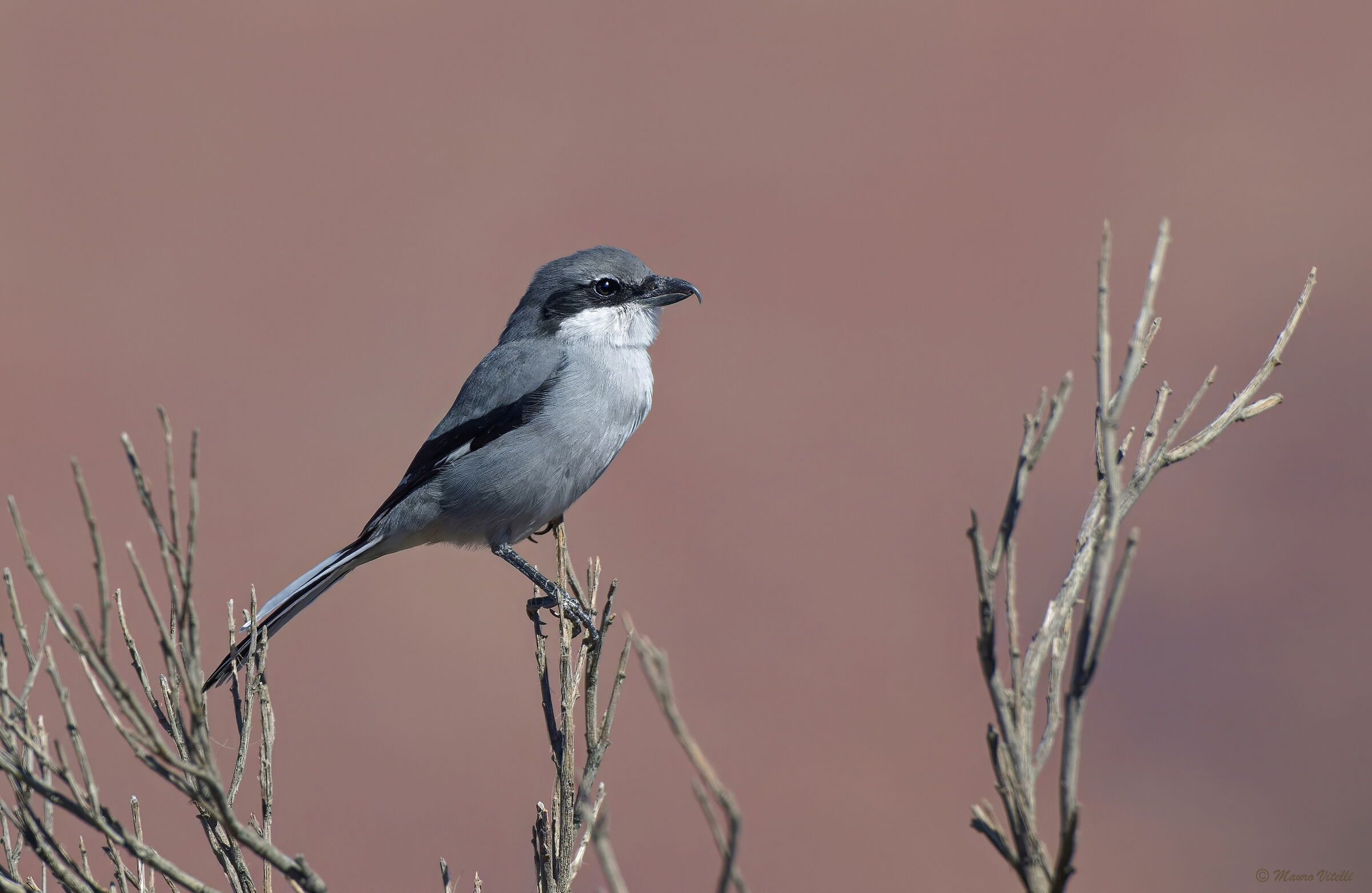 Eurasian Shrike Lanius excubitor Koenigi