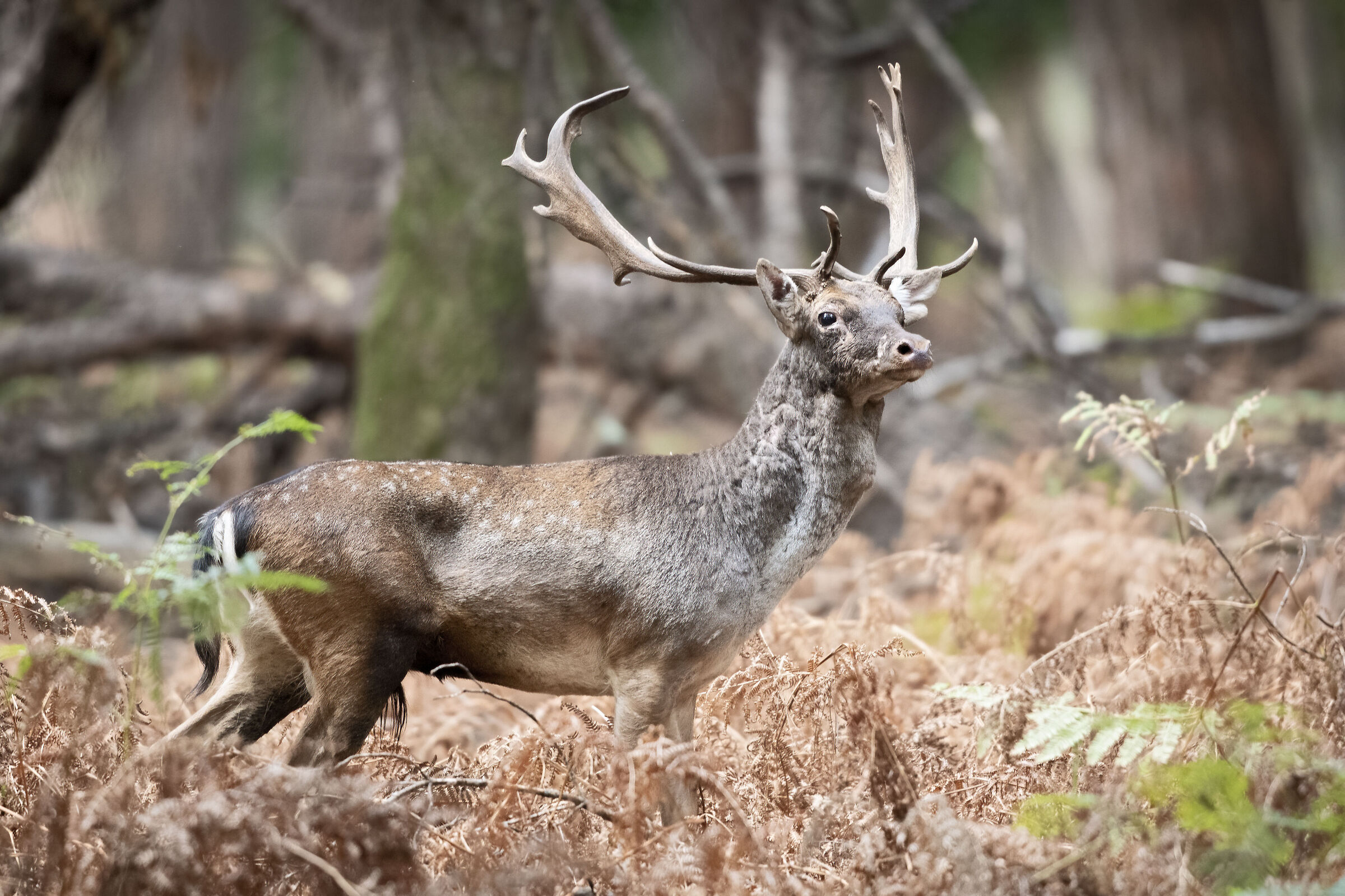 Fallow deer