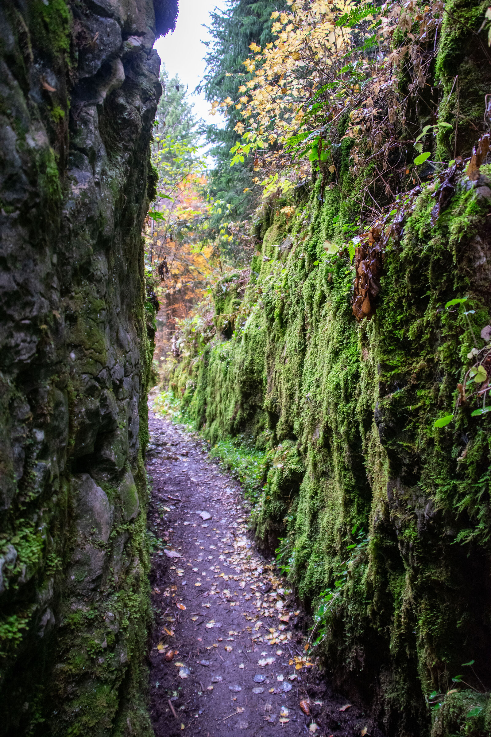 Wolf Gorge