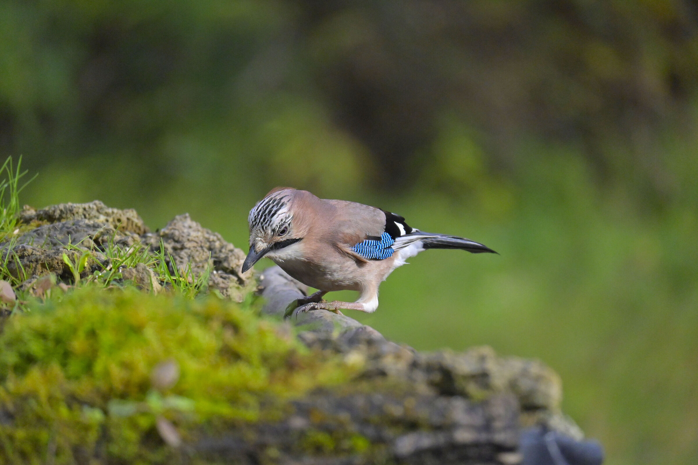 Ali blu tra la natura