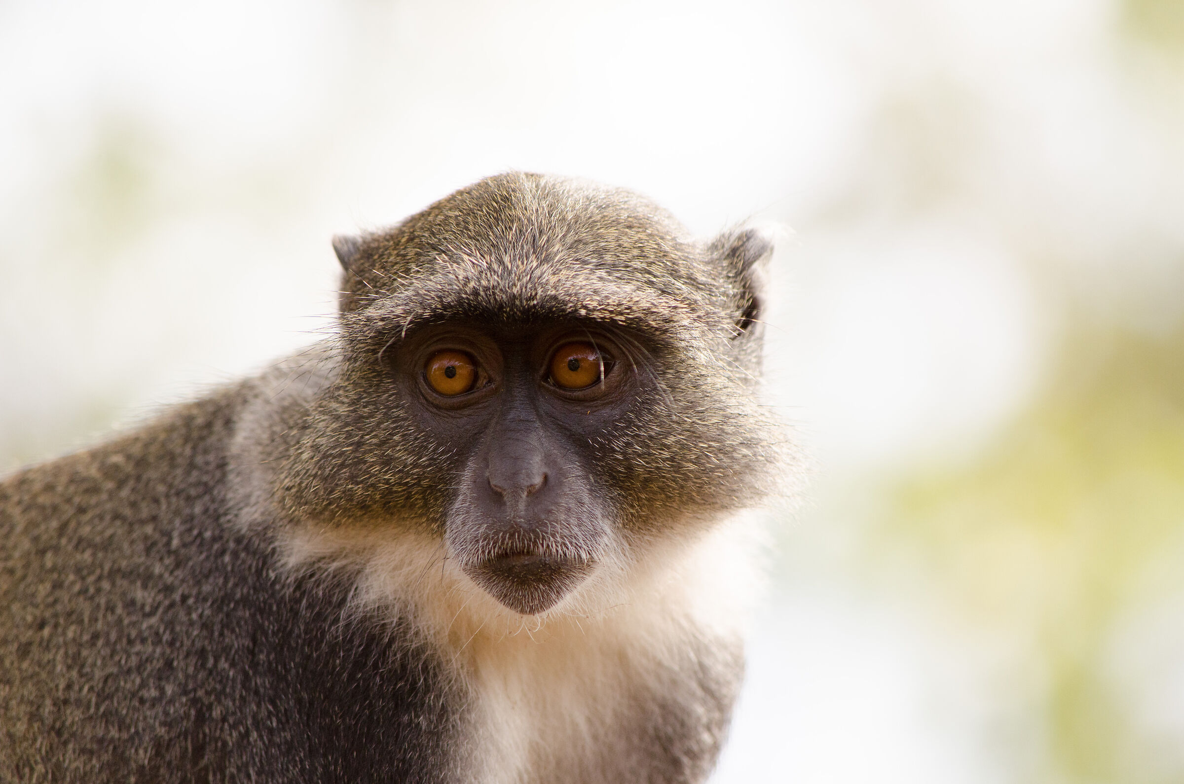 monkey at the ruins of Gede