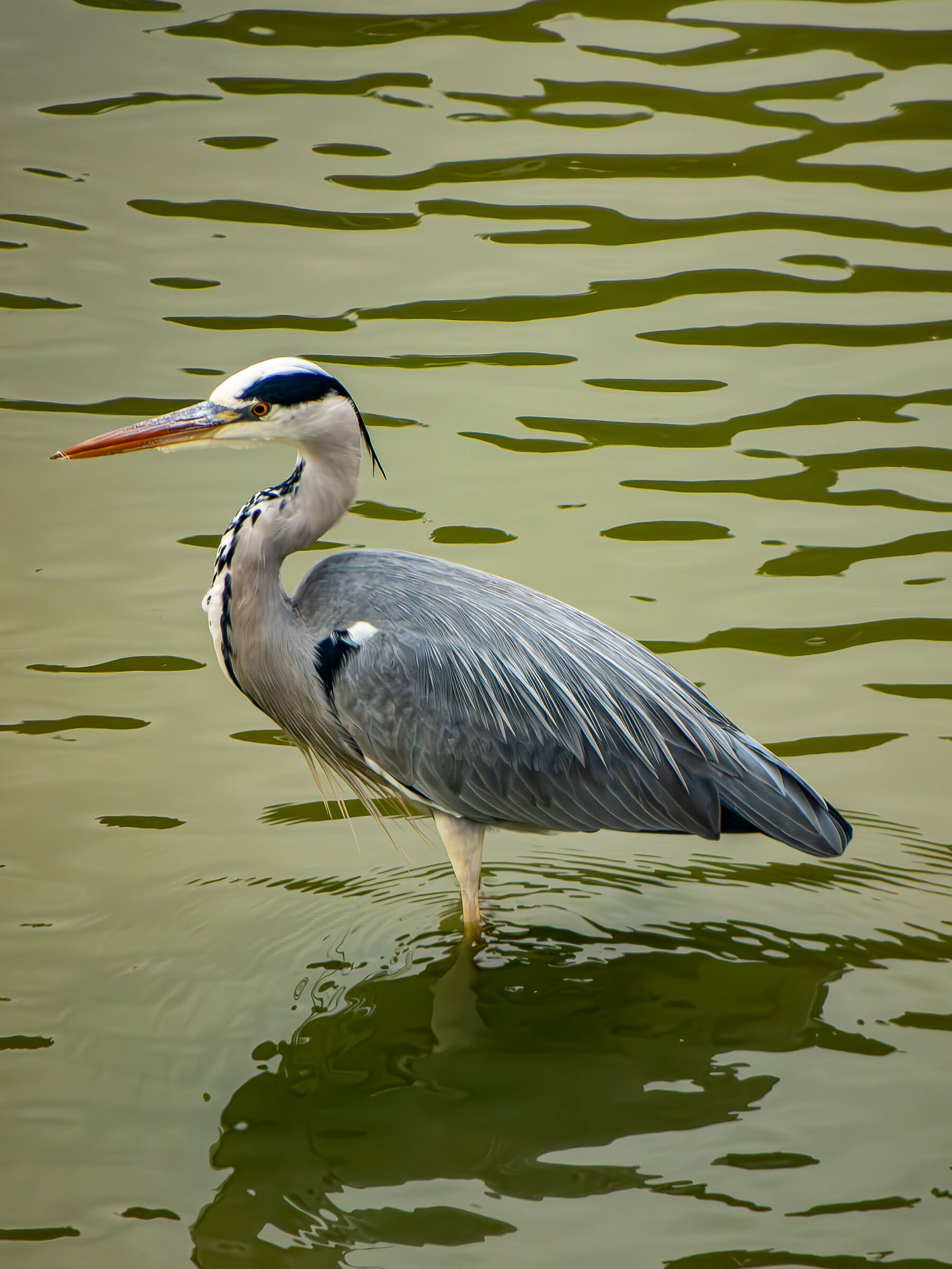 heron