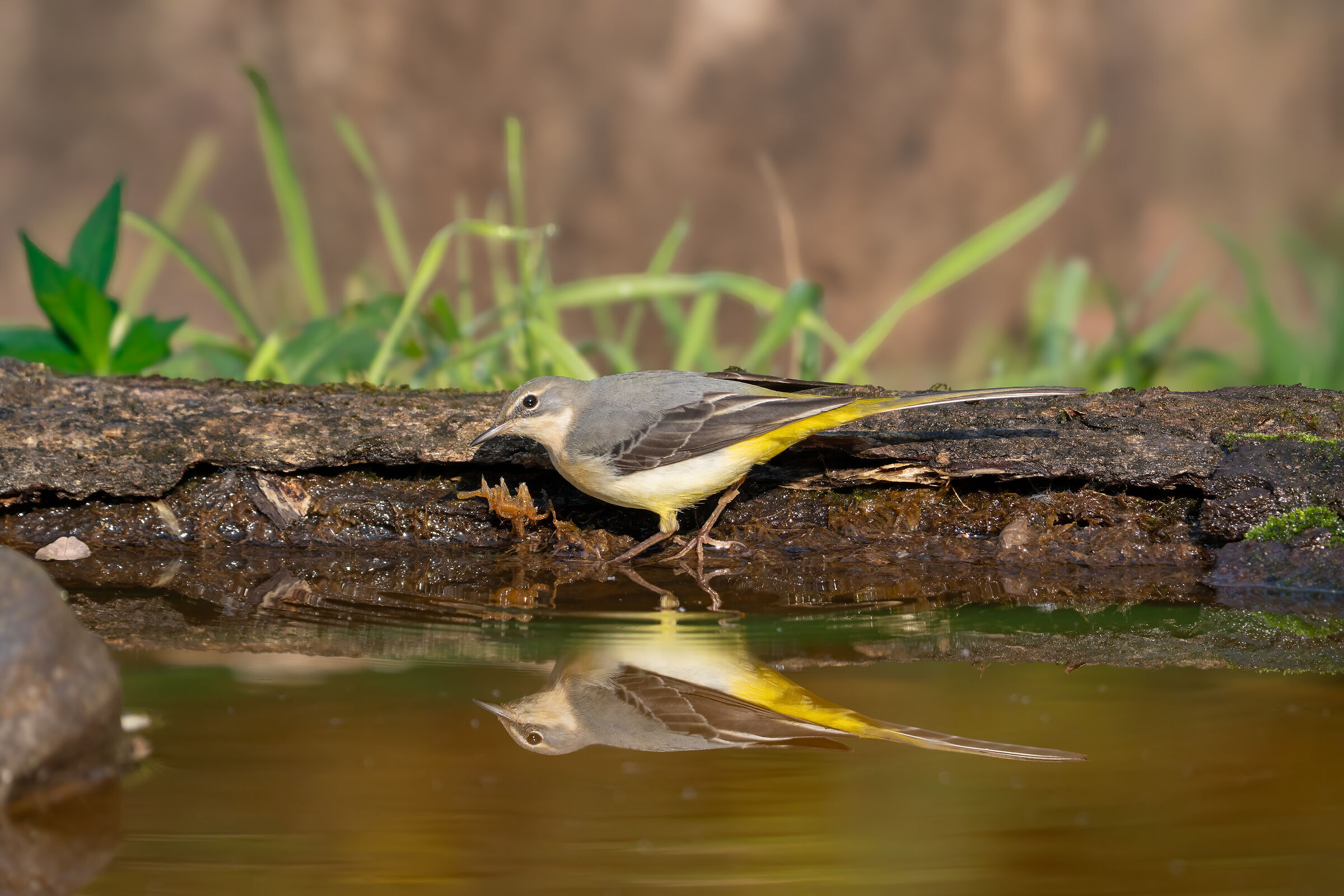 Grey wagtail