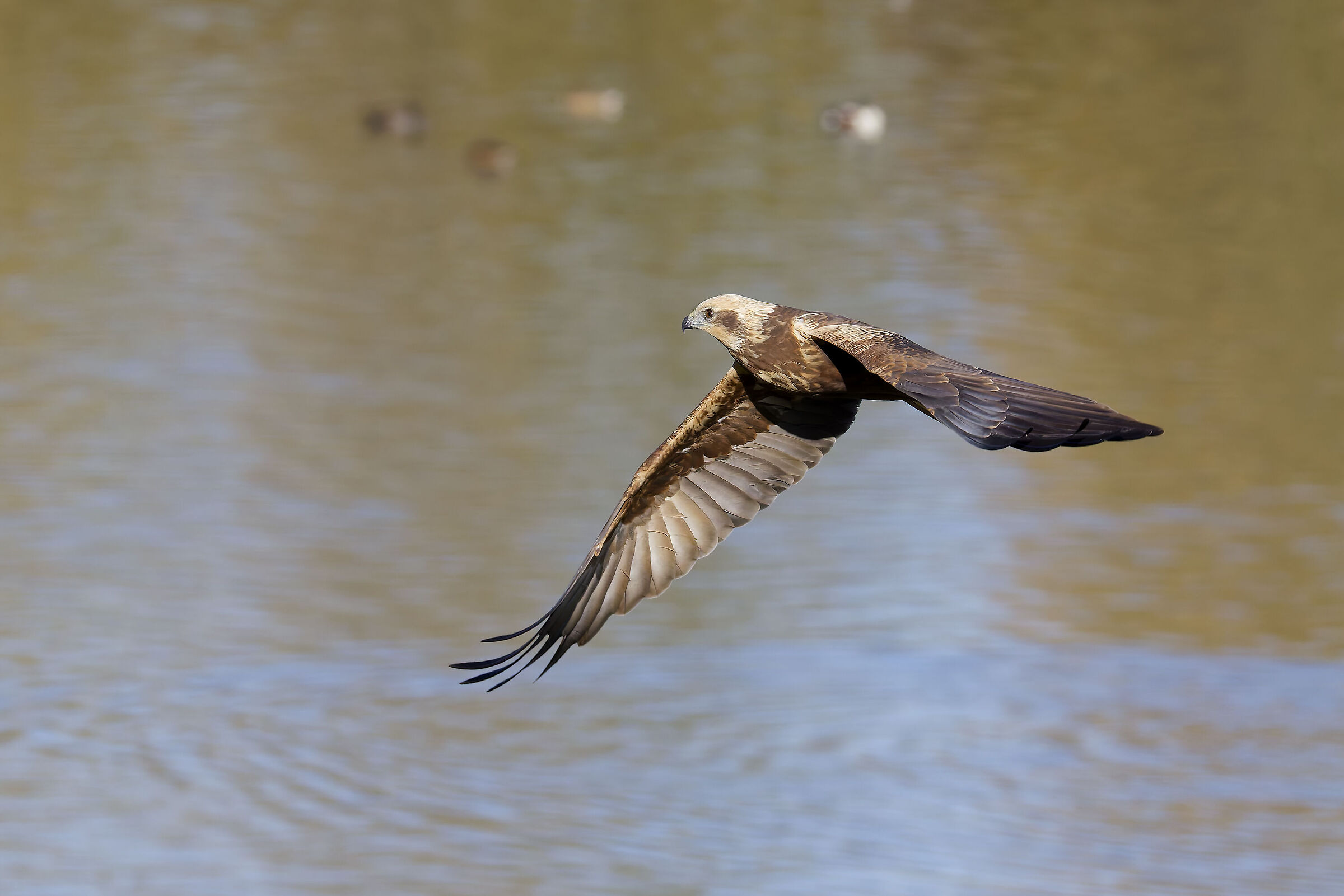 Marsh harrier f. hunting