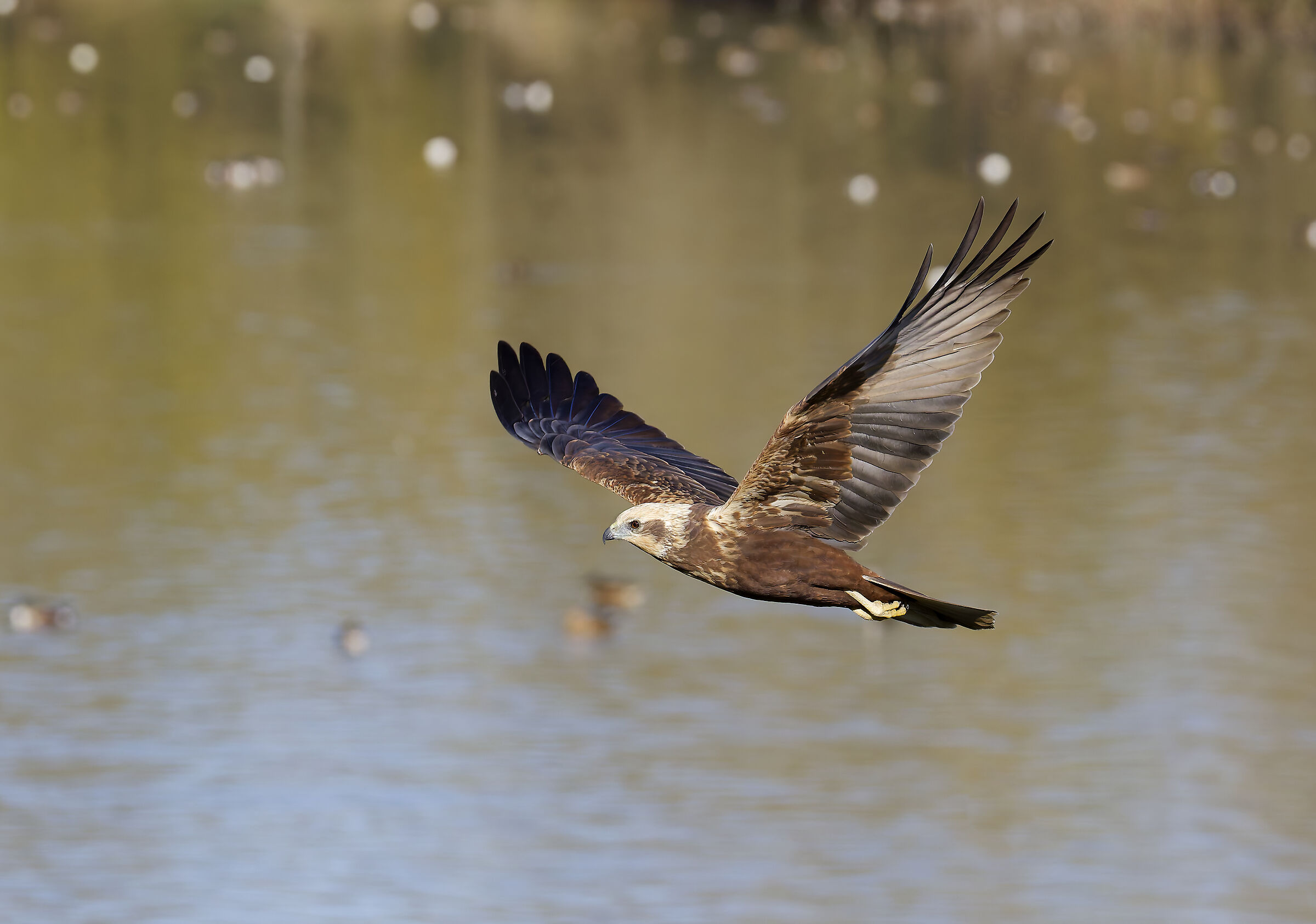 Marsh harrier f. hunting