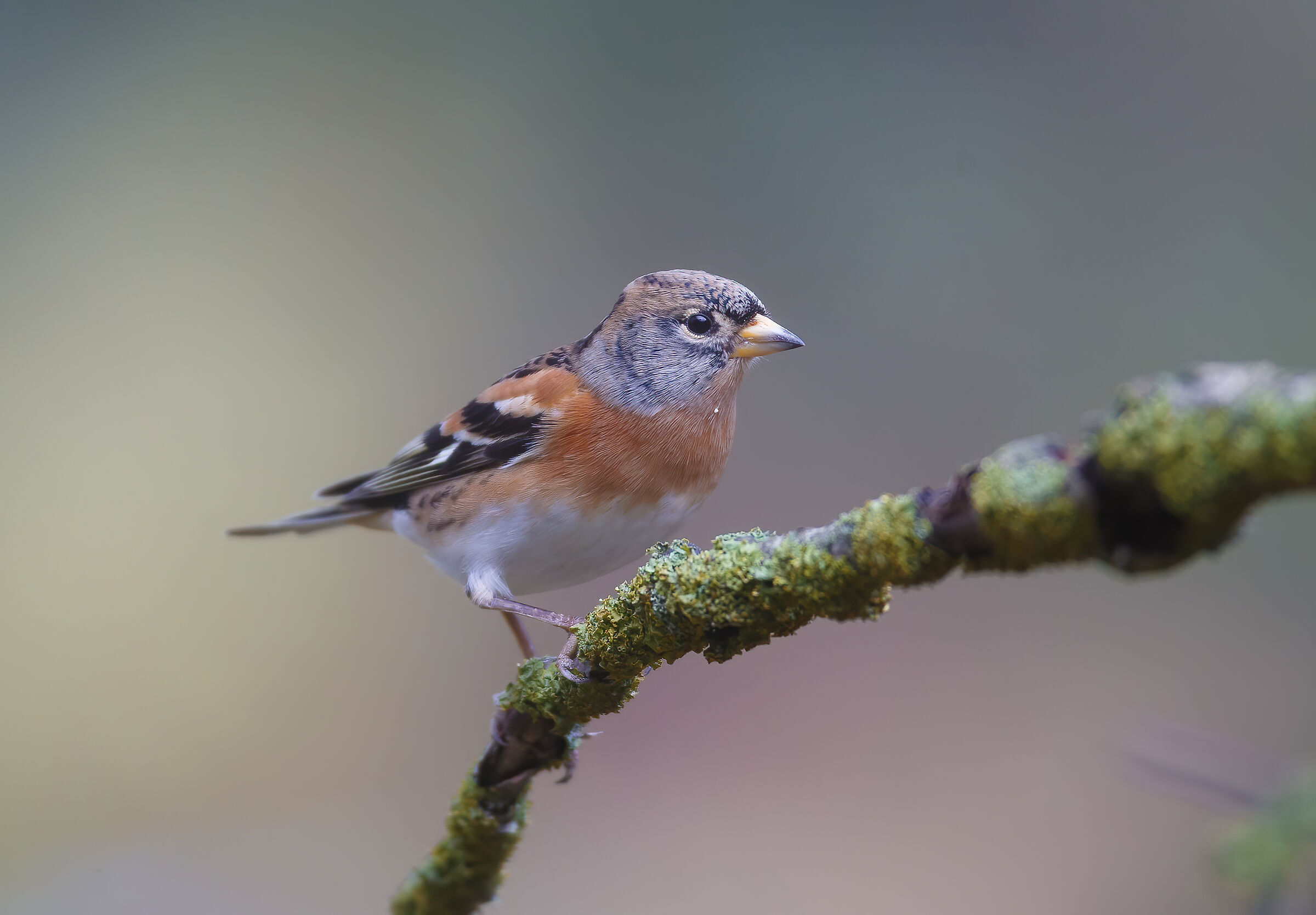 Fringilla montifringilla