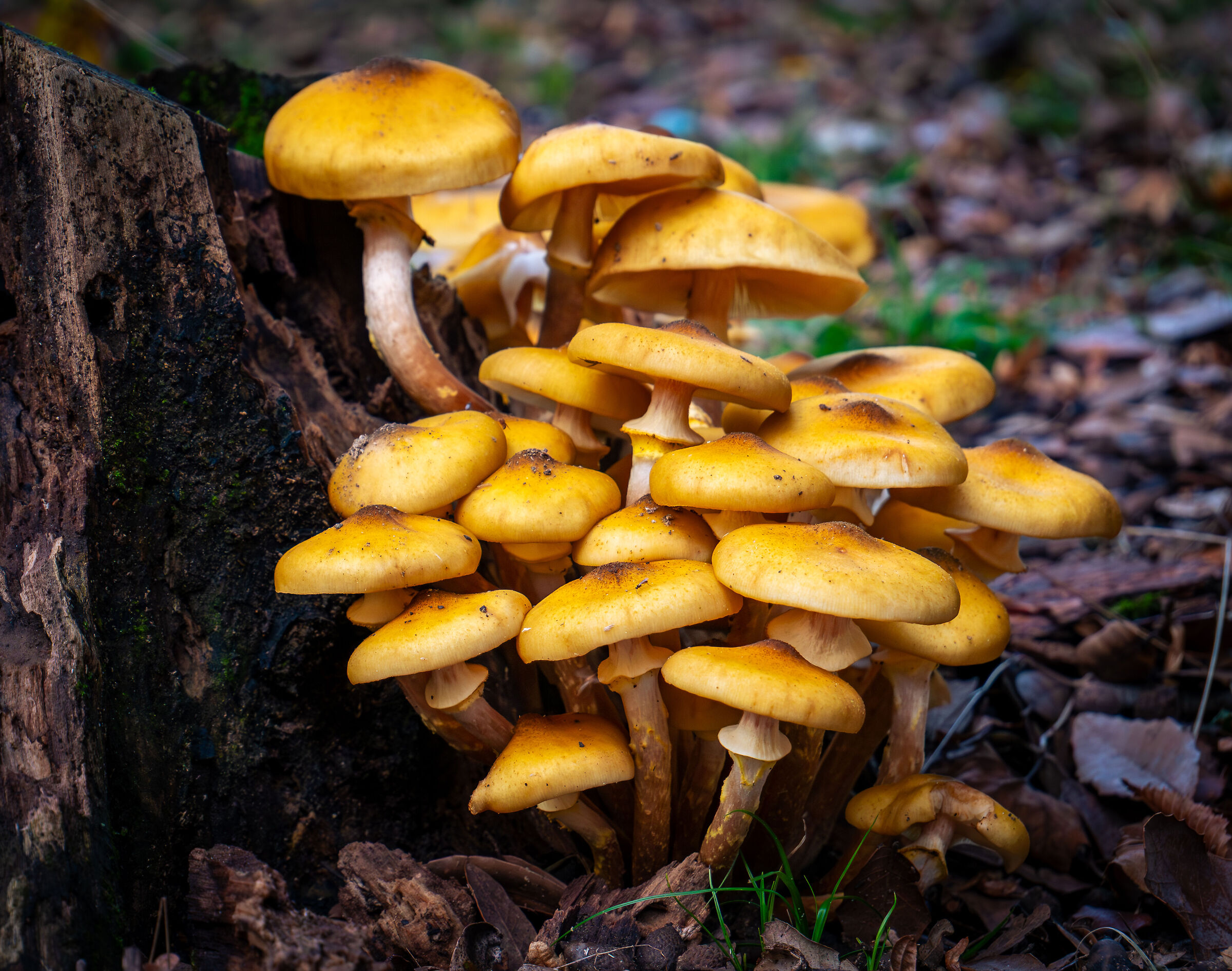 Armillaria Mallea