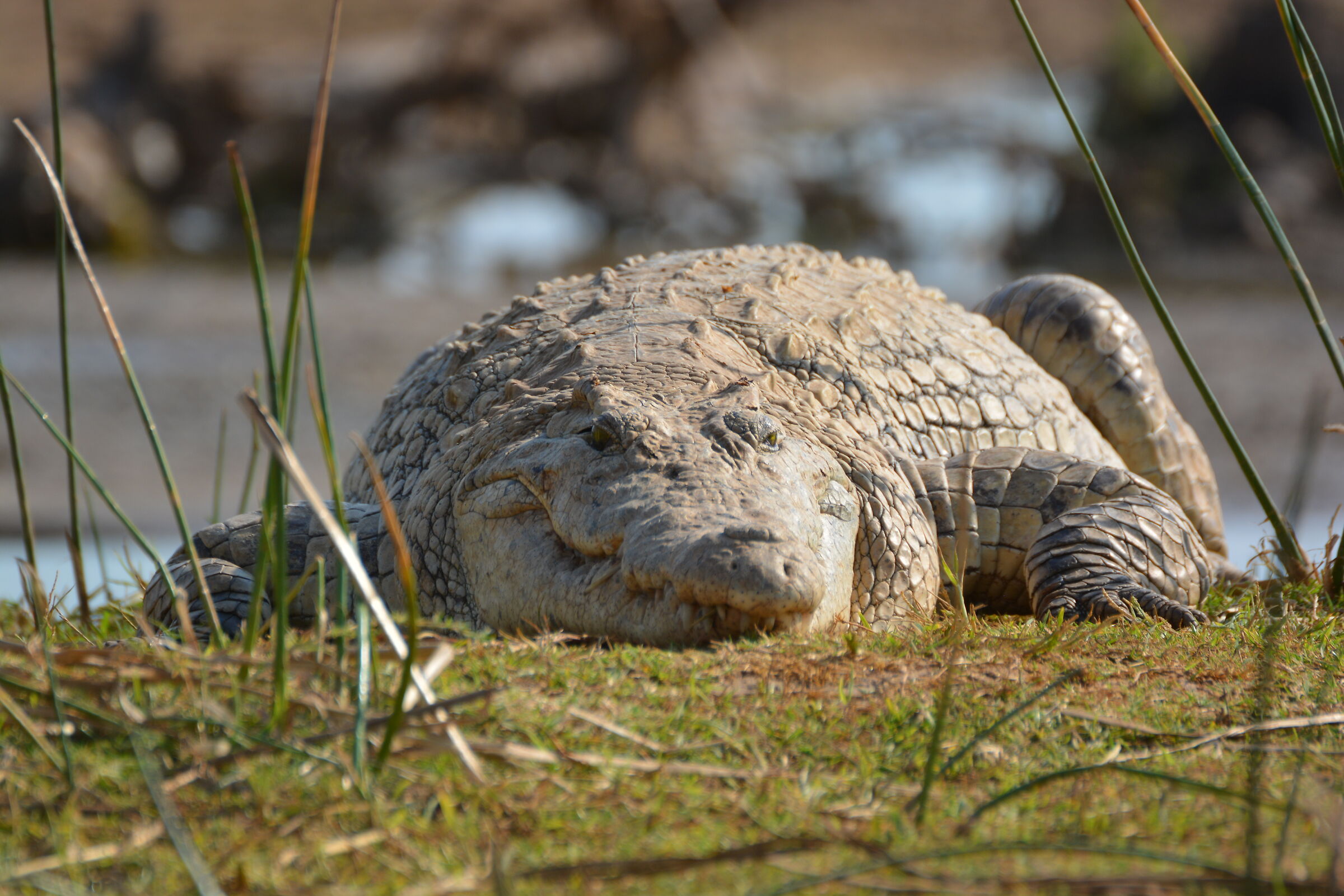 How does the crocodile do it?