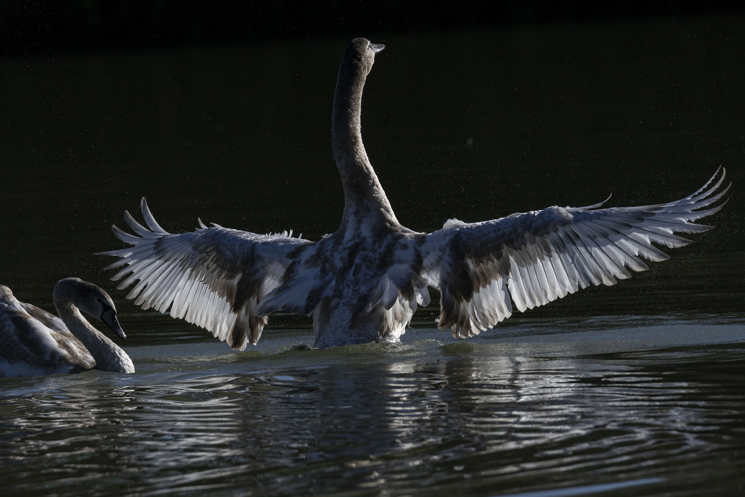 Young Swans