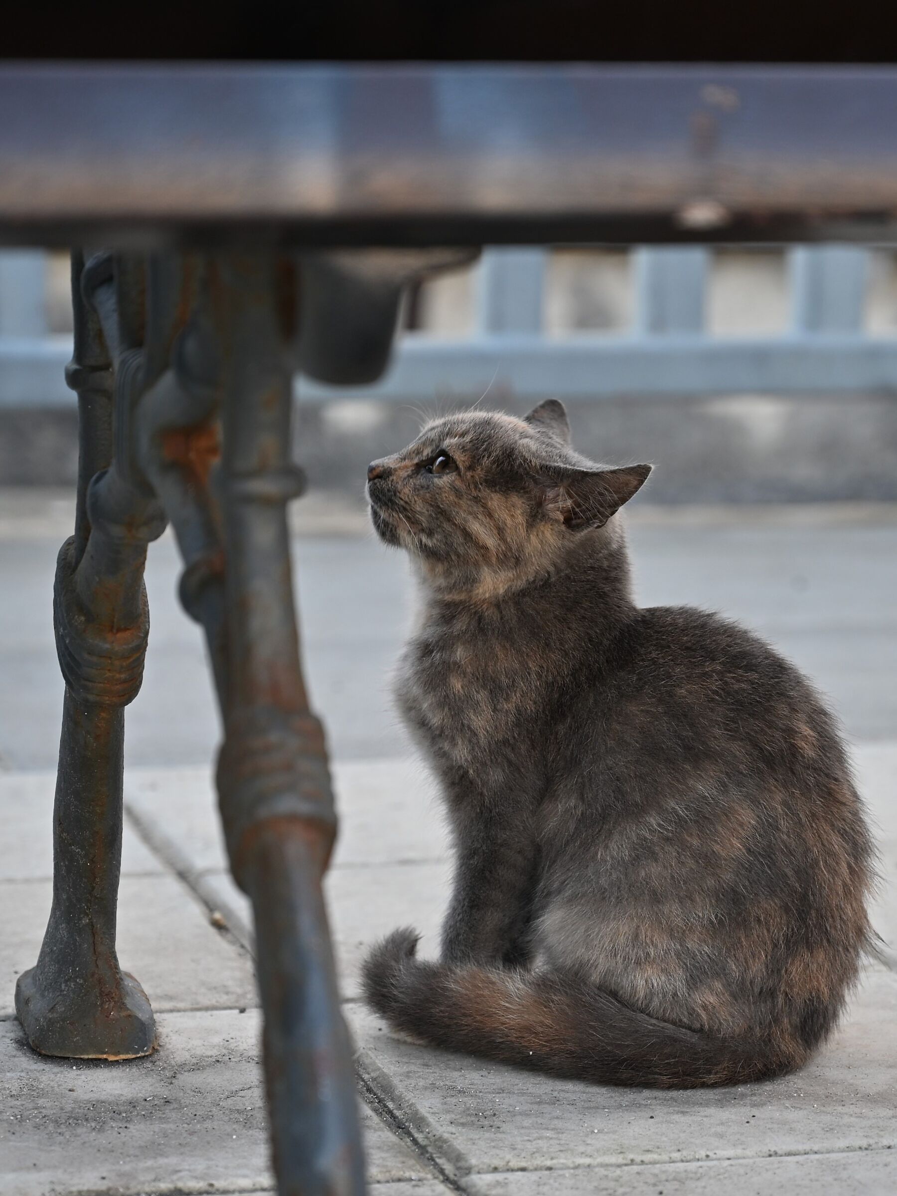 Curious kitten