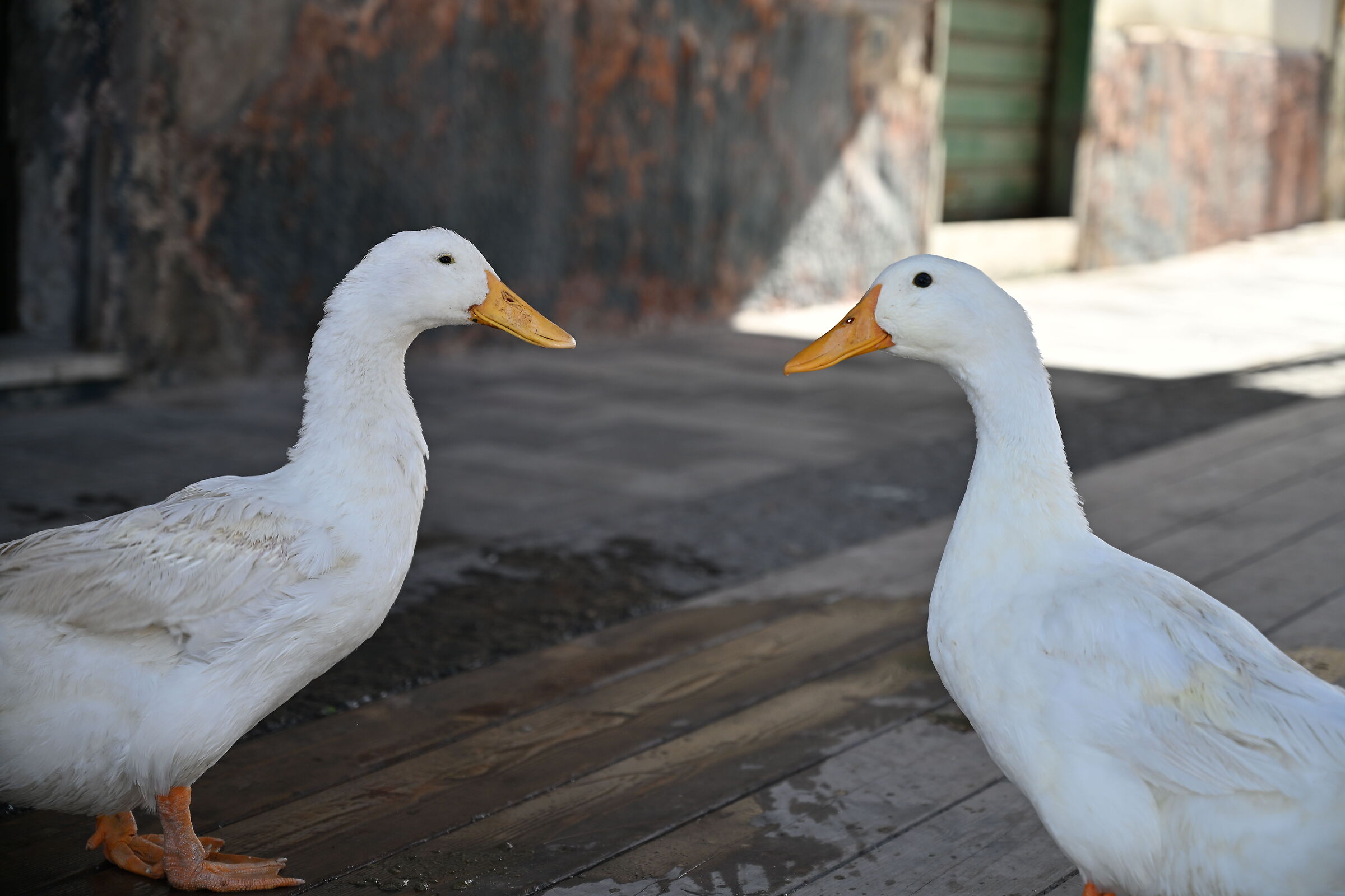 Discussions of a certain level between geese