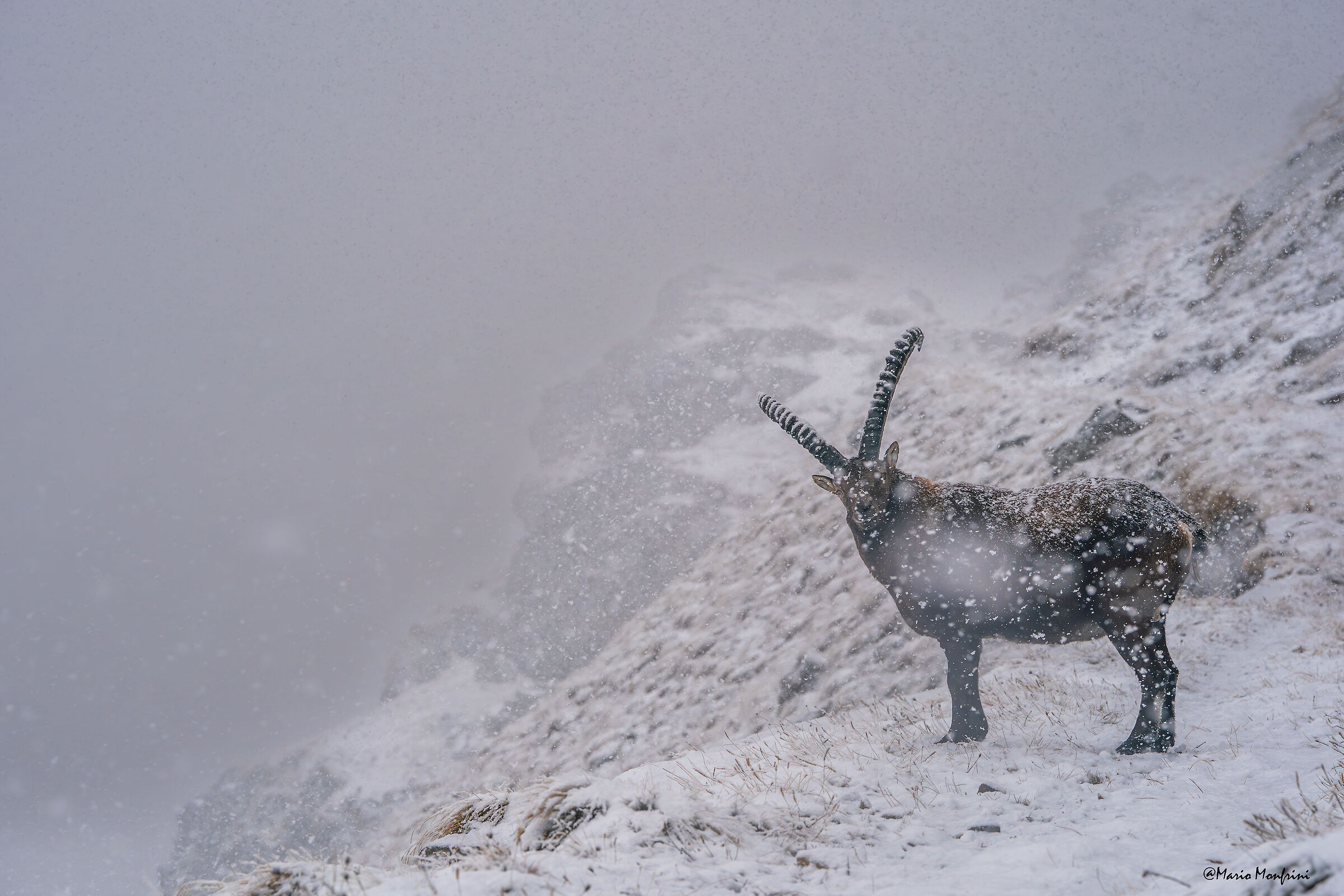 Under the snow
