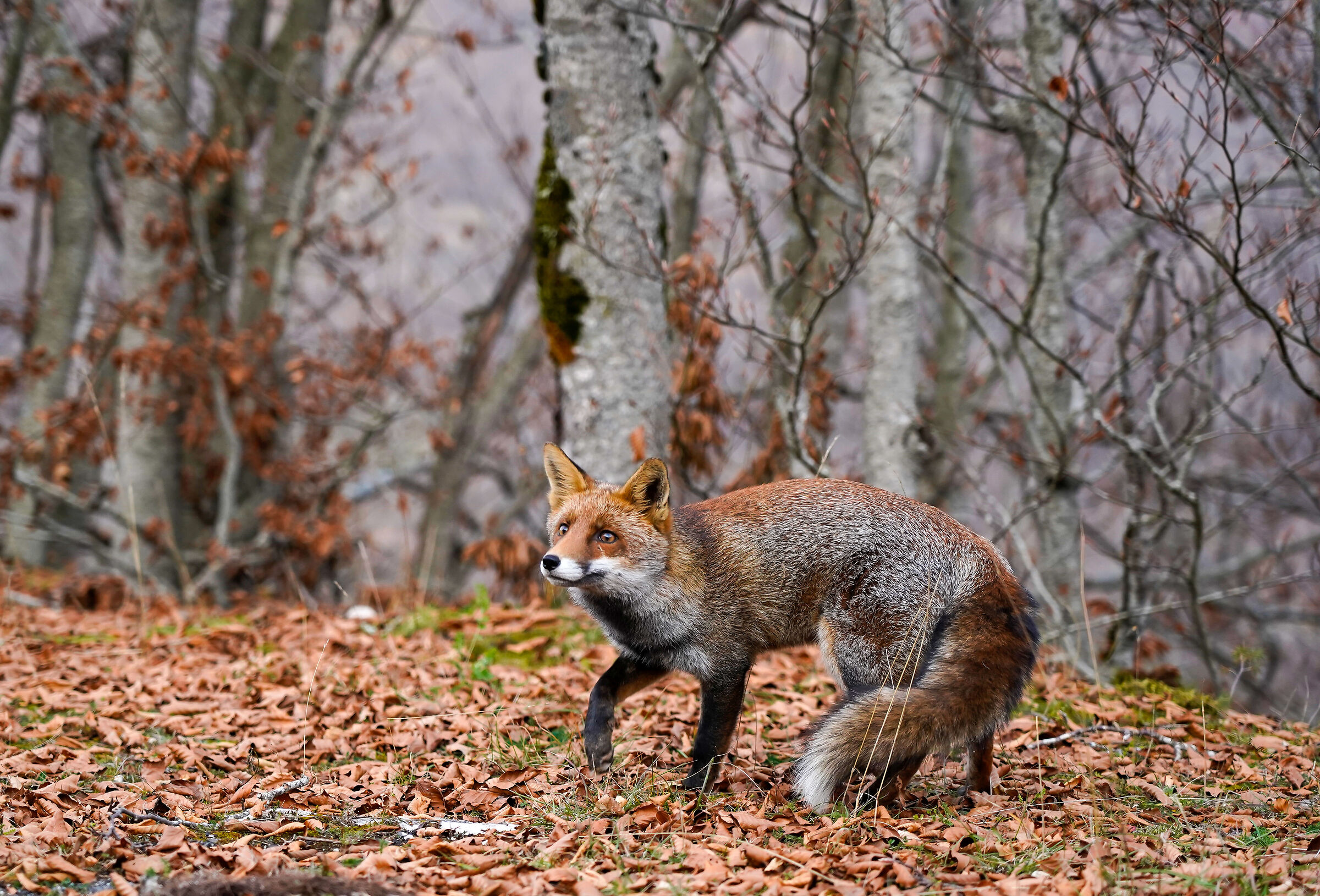 Unexpected encounters