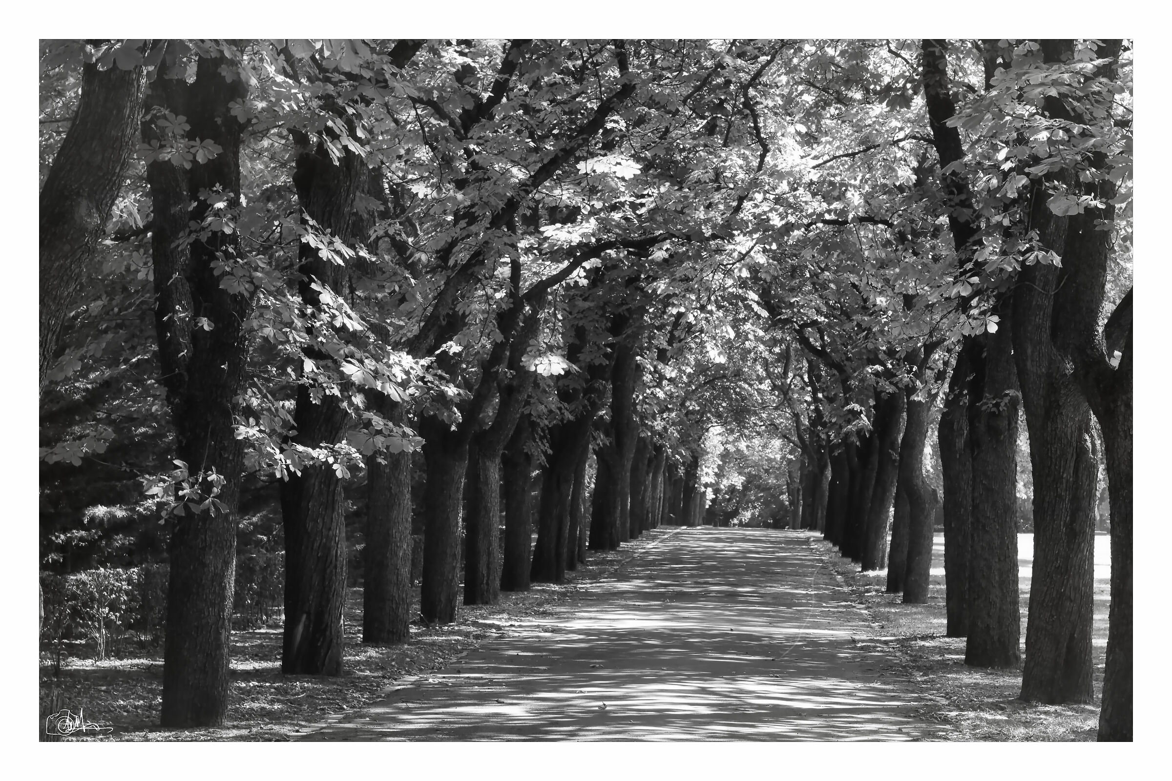 Tree-lined Avenue