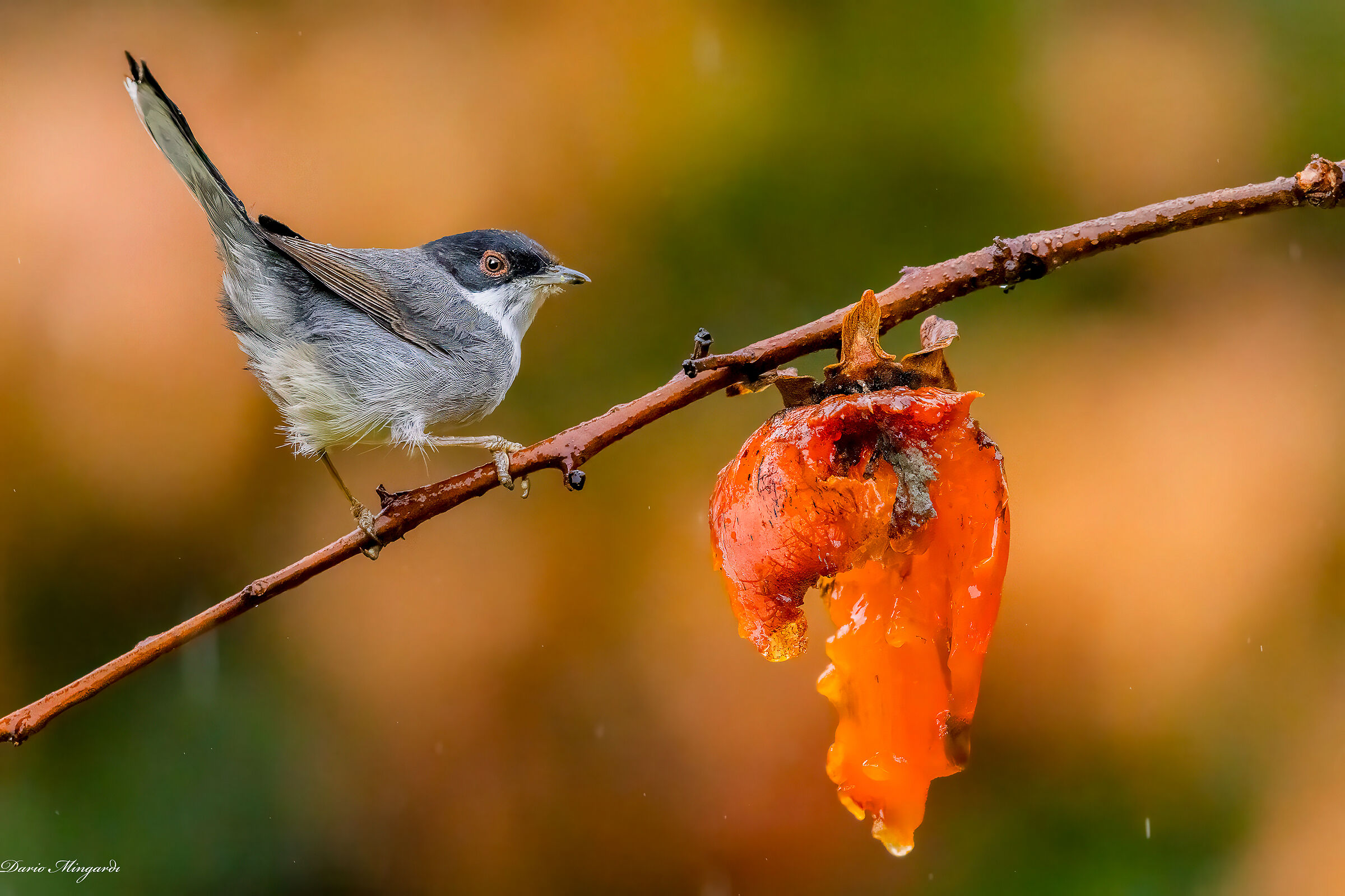 Sylvia melanocephala