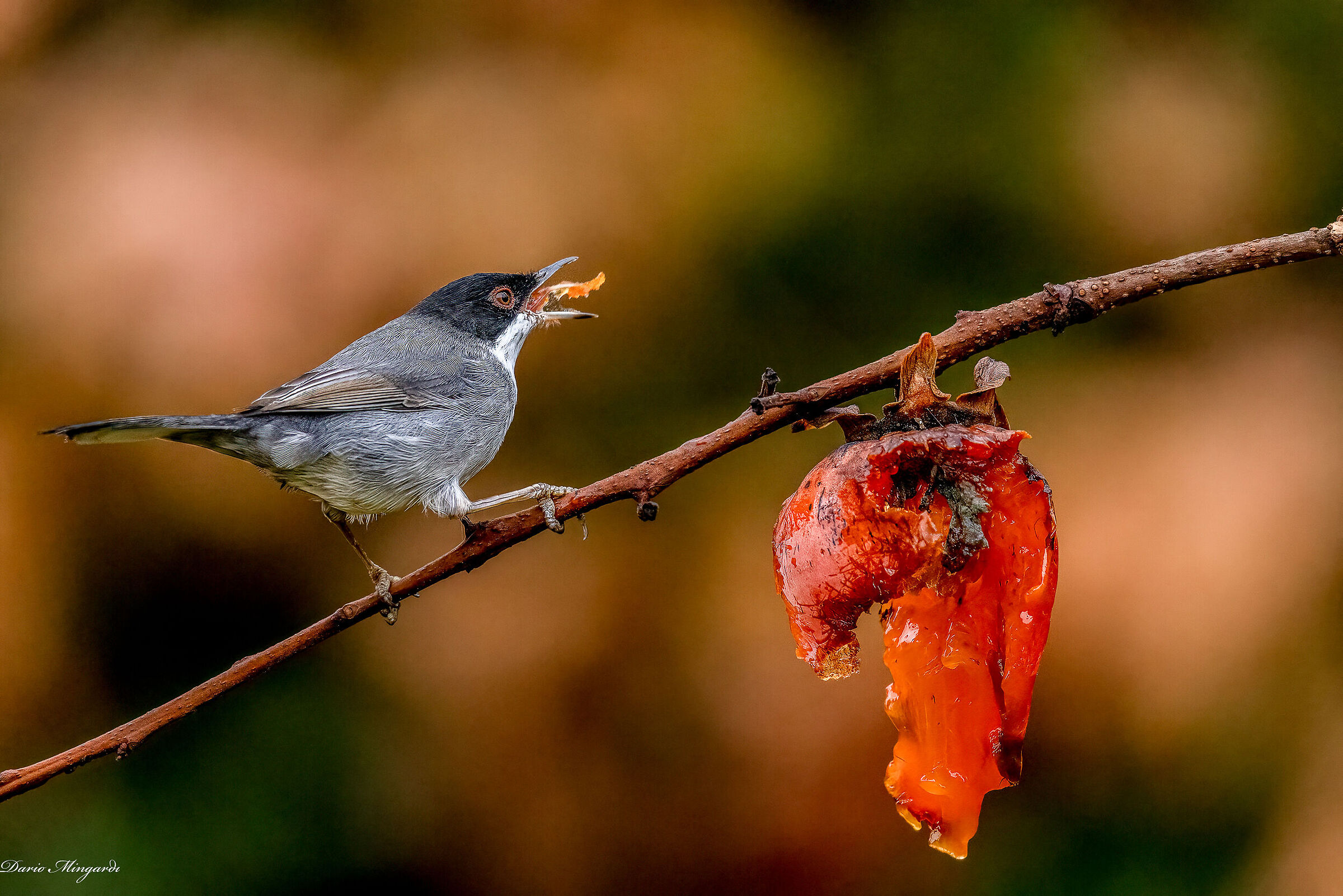 Sylvia melanocephala