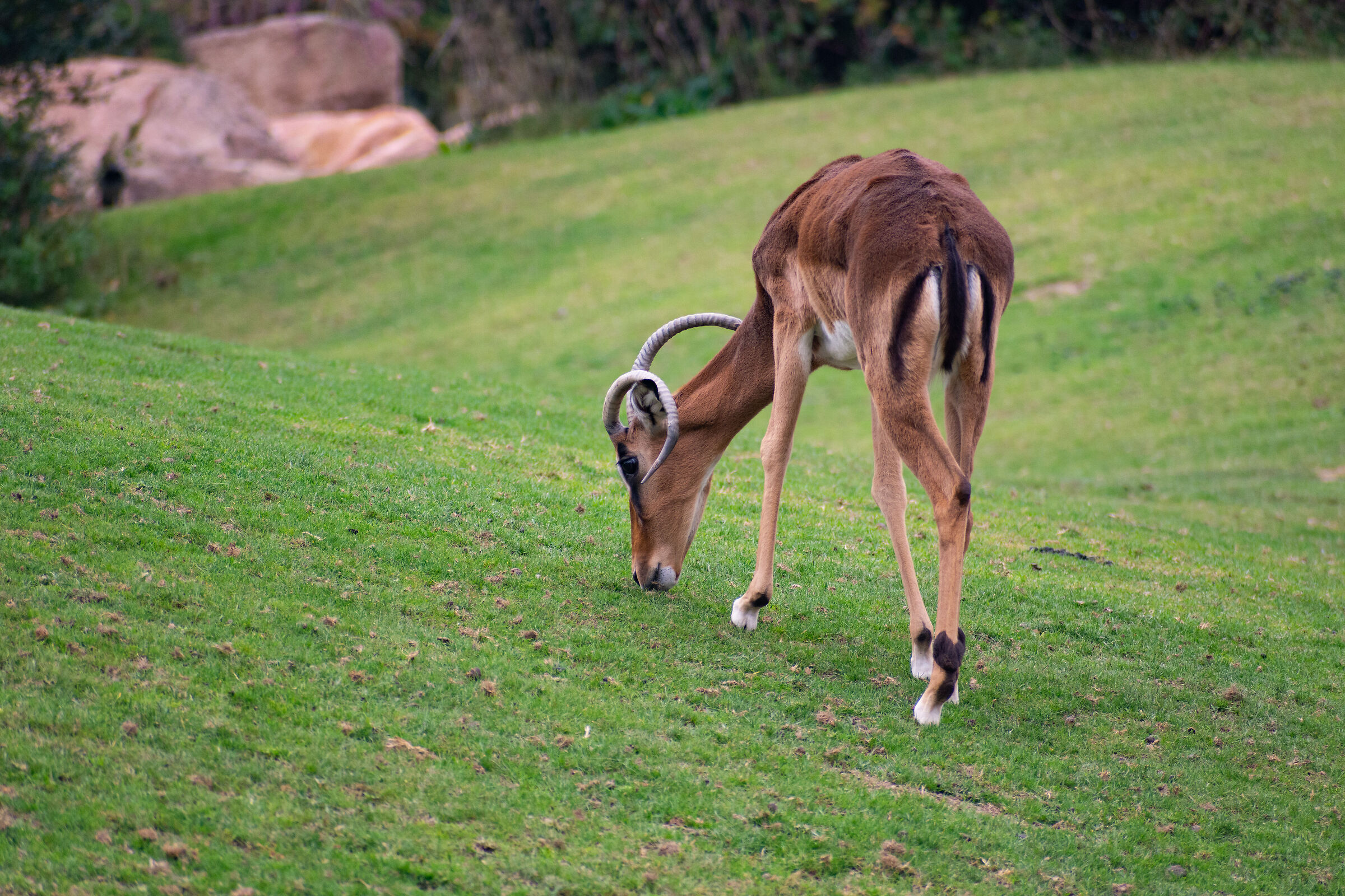 Impala